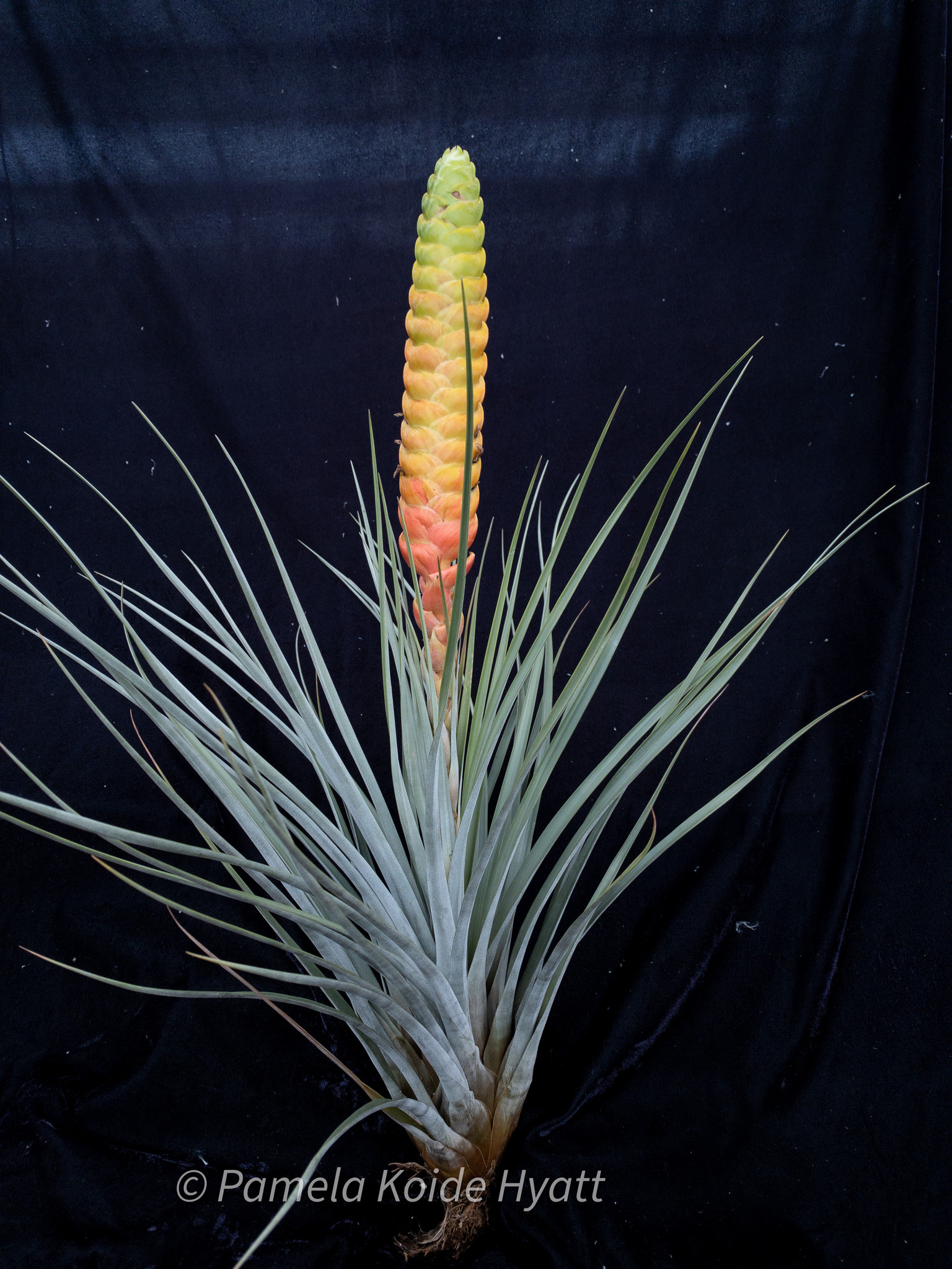 Tillandsia magnicola