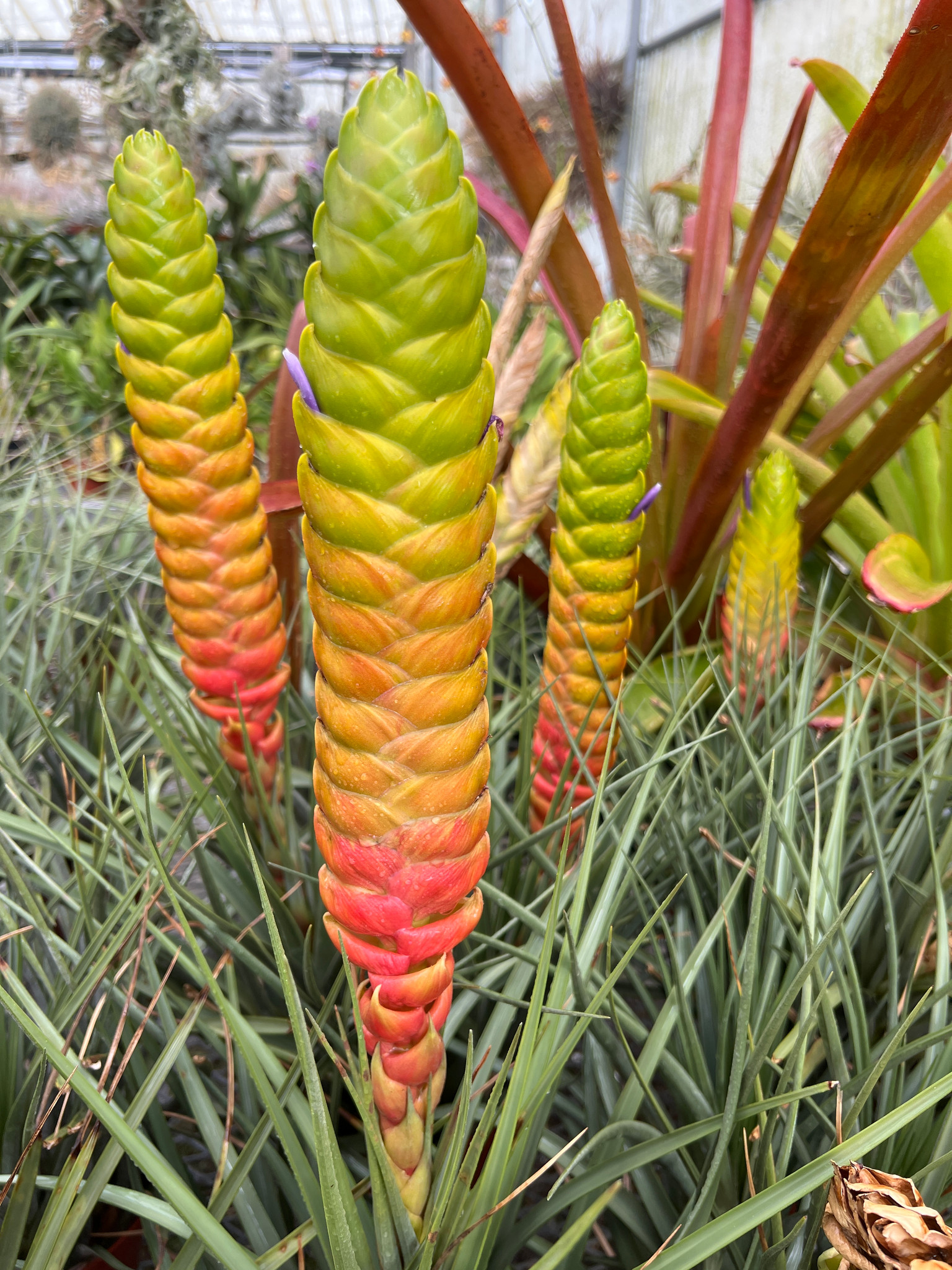 Tillandsia magnicola