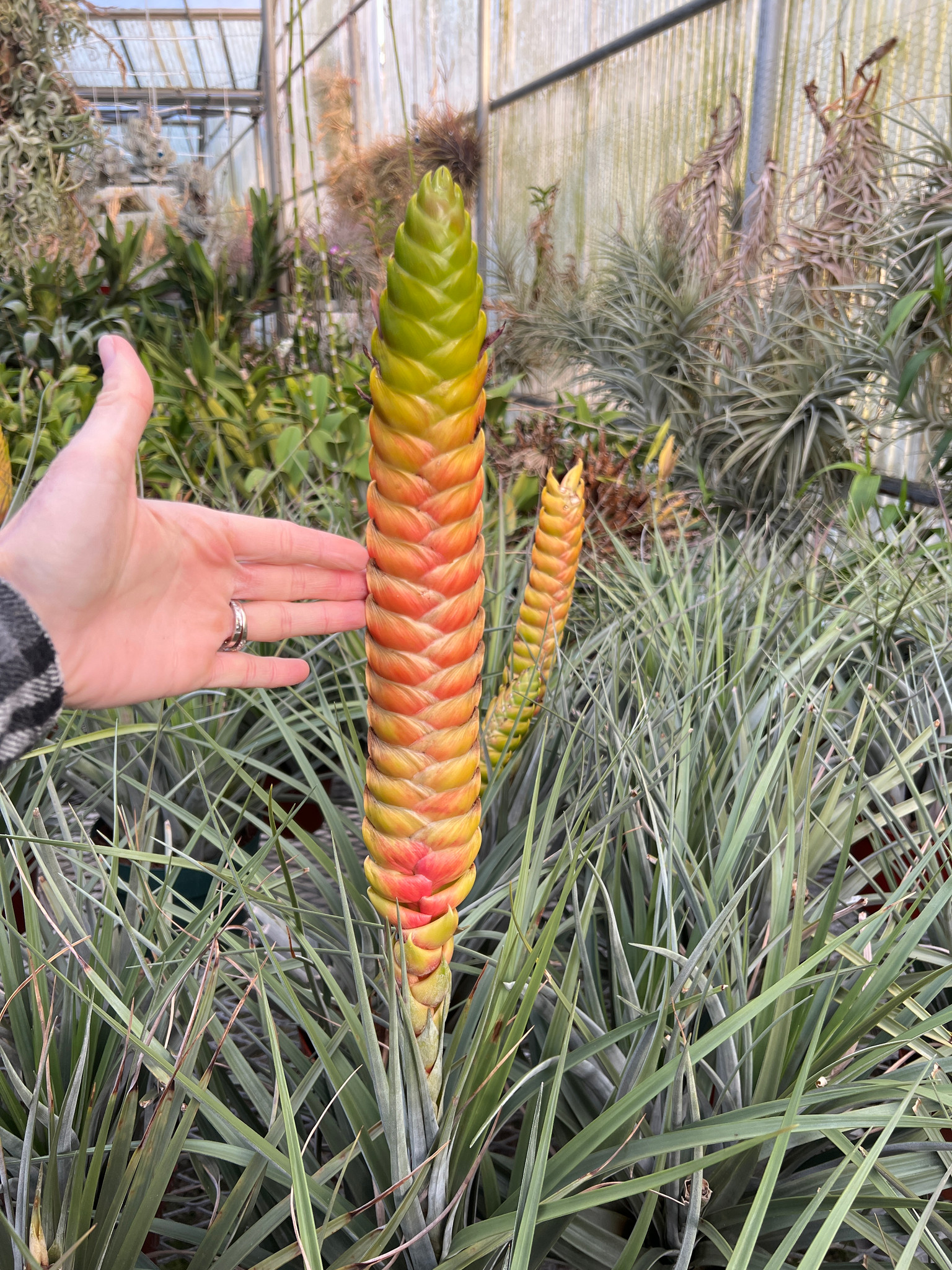 Tillandsia magnicola
