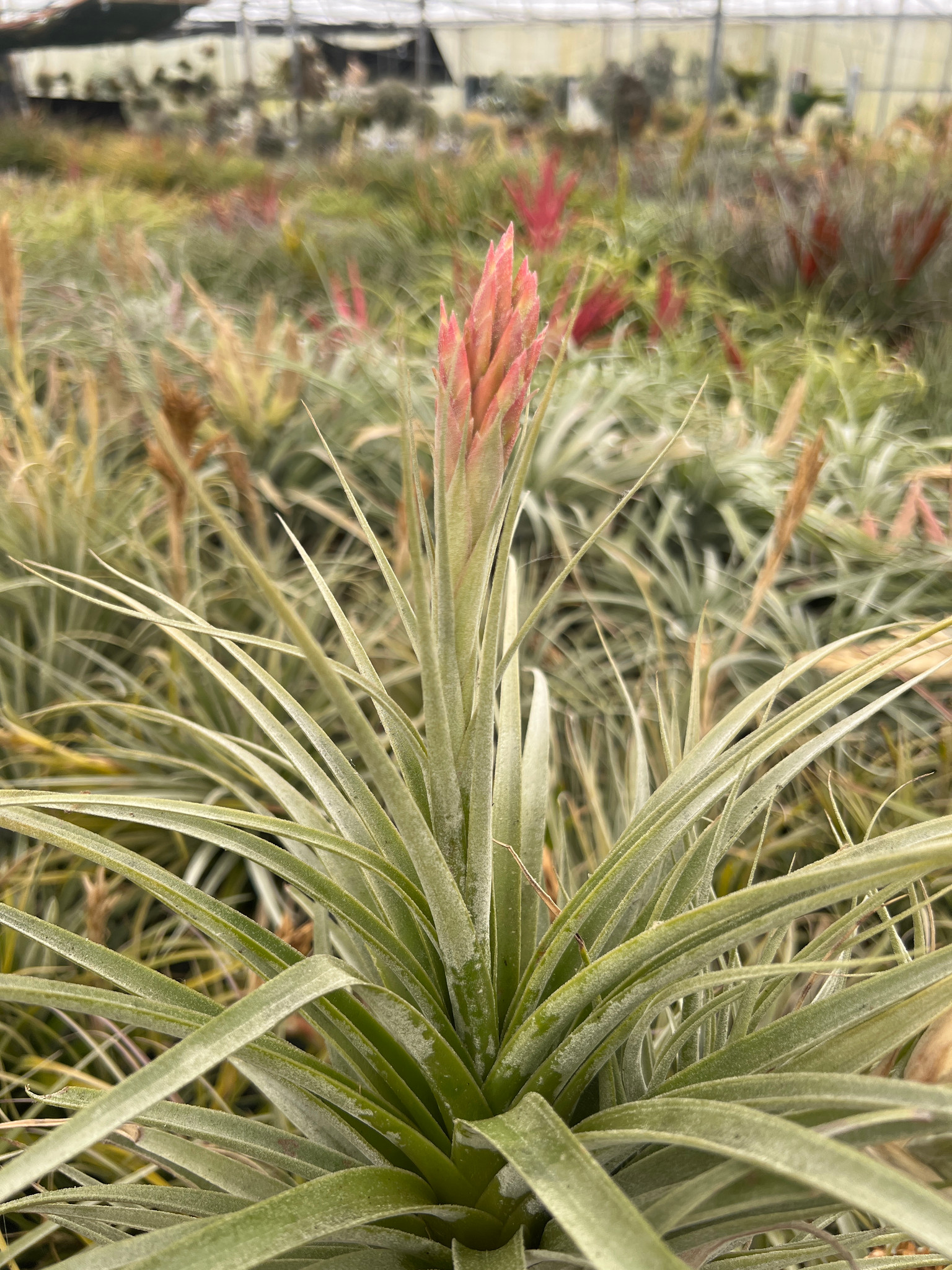 Bird Rock Tropicals Tillandsia Curiosity - Thumbnail 3