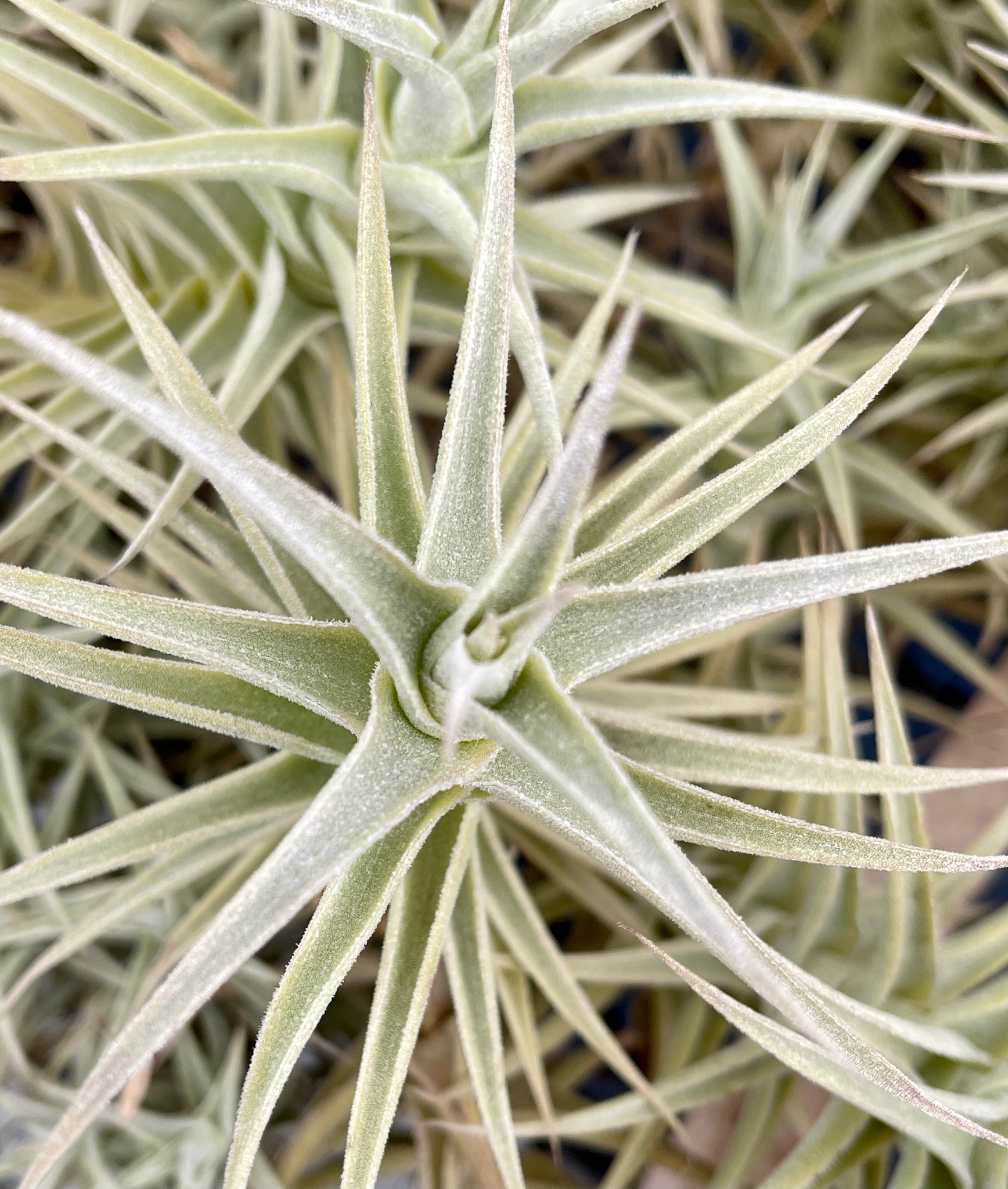 Tillandsia purpurea 'Shooting Star Select' - Bird Rock Tropicals