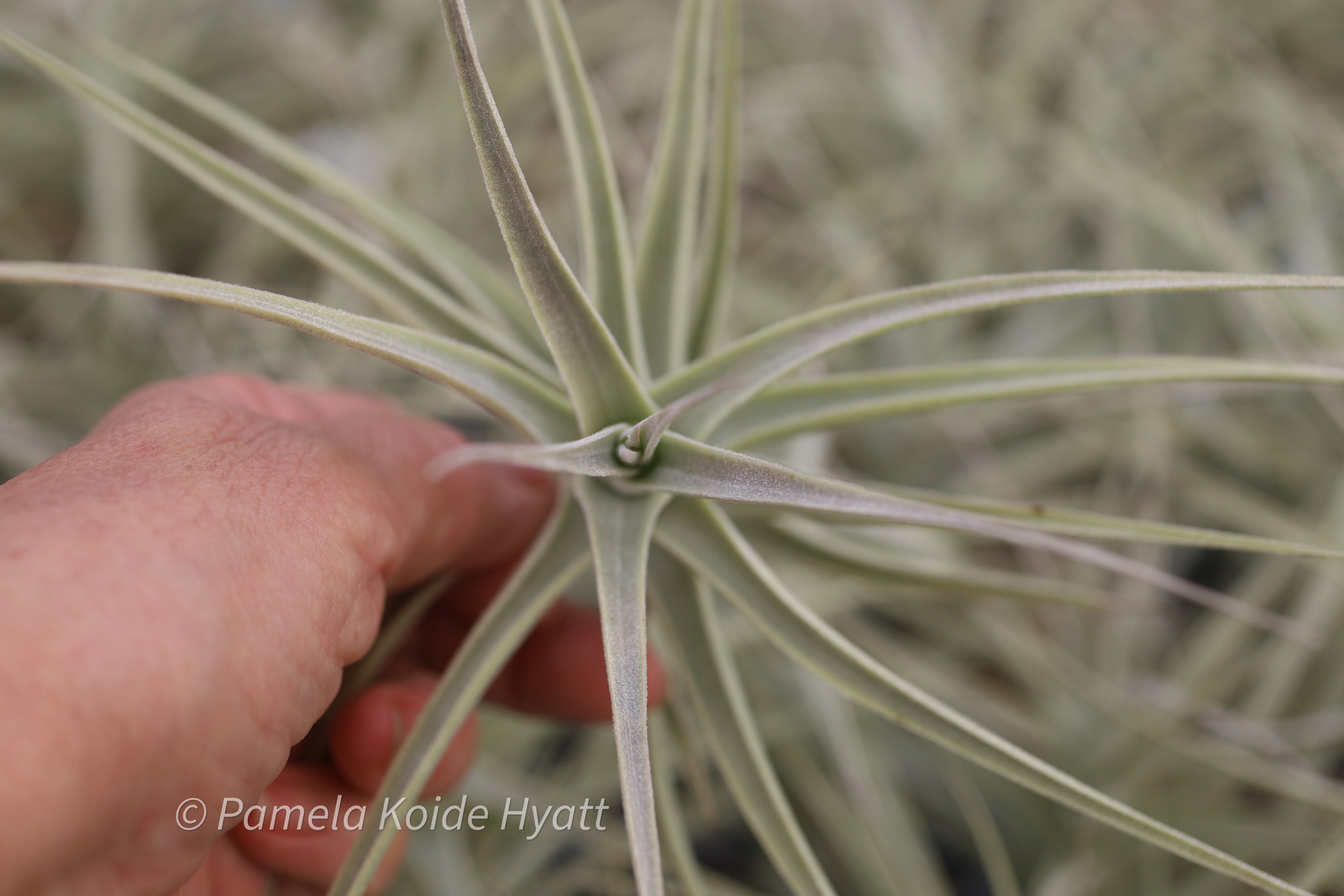 Tillandsia purpurea (Clone B) - Bird Rock Tropicals