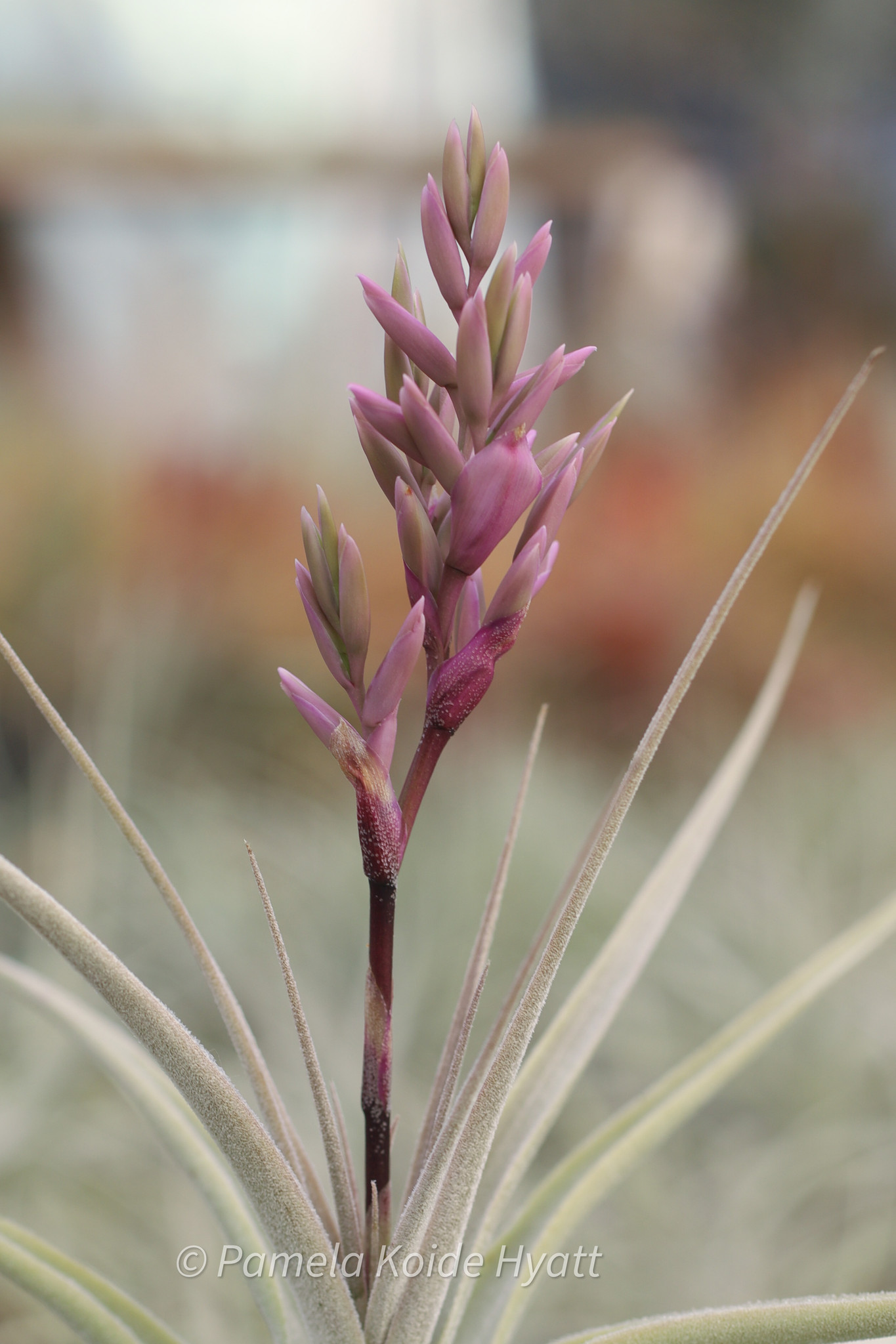 Tillandsia purpurea (Clone B) - Bird Rock Tropicals