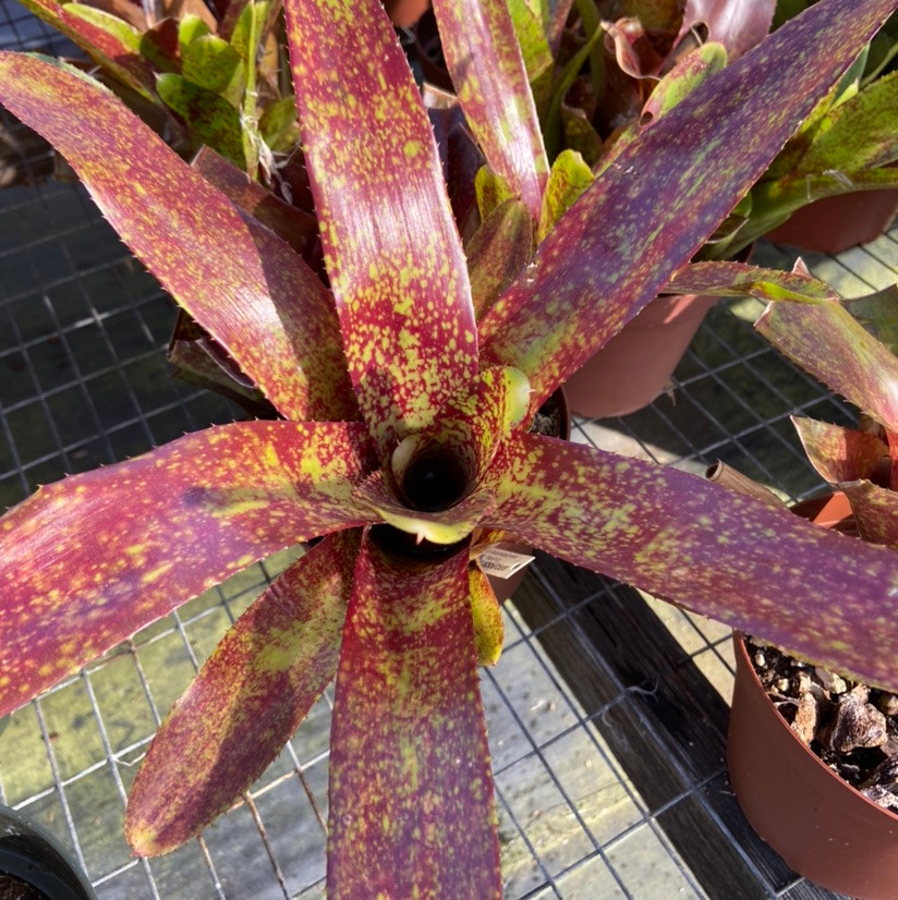 ブロメリア・エアープランツ Neoregelia Amethyst Neoregelia Hybrid Lotus Neoregelia Hybrid