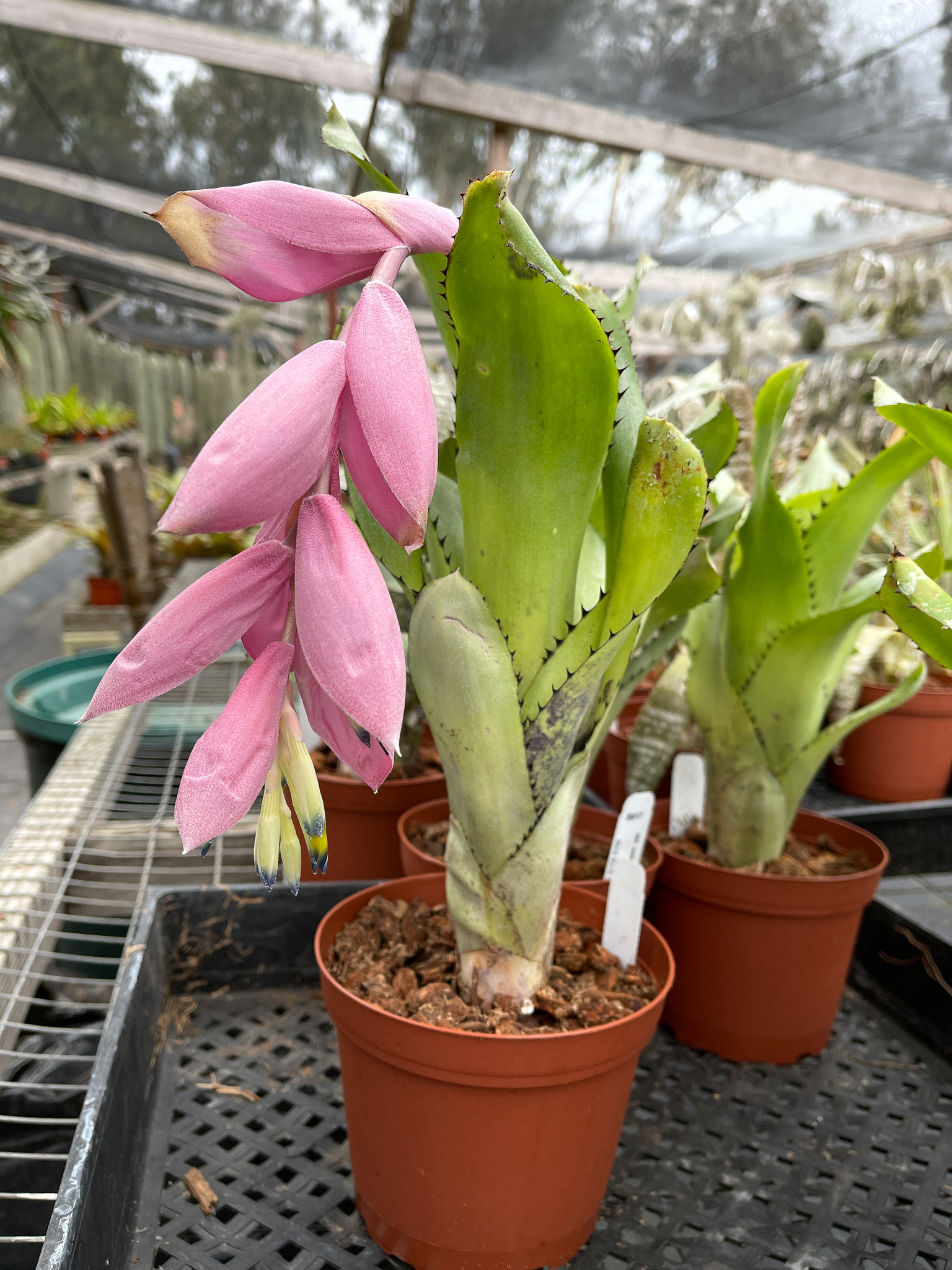 Billbergia sunderiana　サンデリアナ　サンデリアーナ Billbergia sanderiana - Bird Rock Tropicals