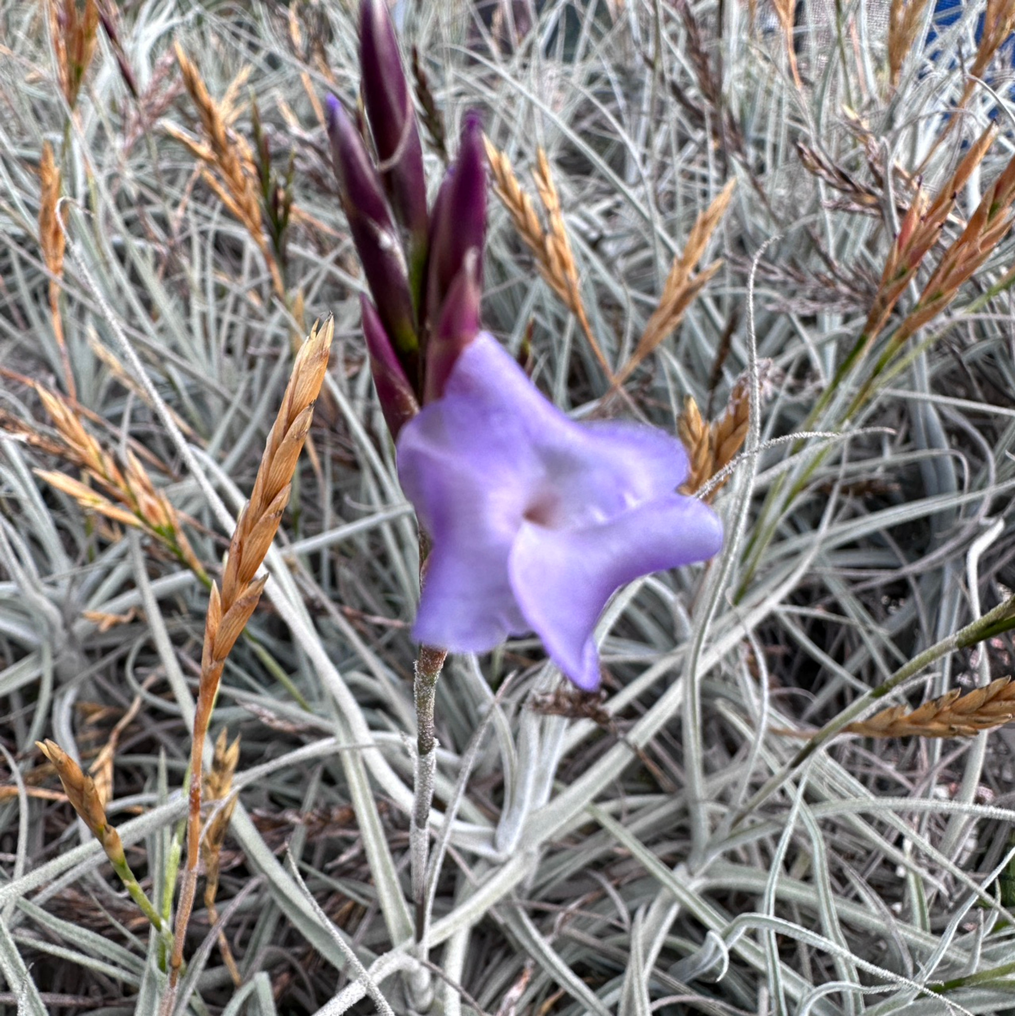 数量限定価格!! Tillandsia brealitoensis 植物/観葉植物