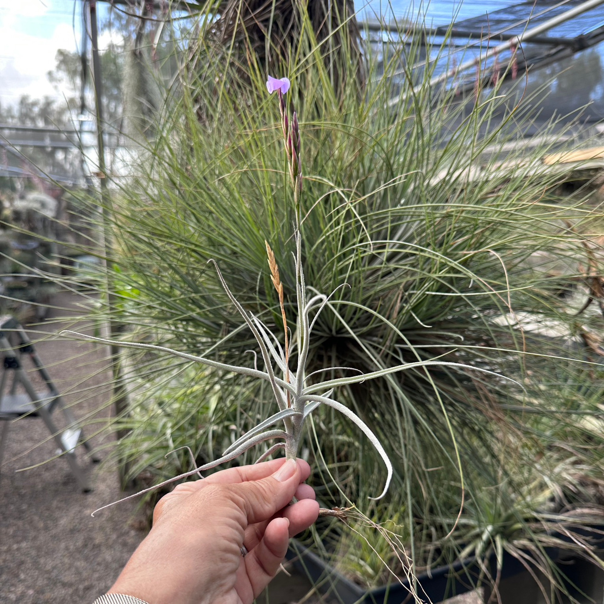 数量限定価格!! Tillandsia brealitoensis 植物/観葉植物