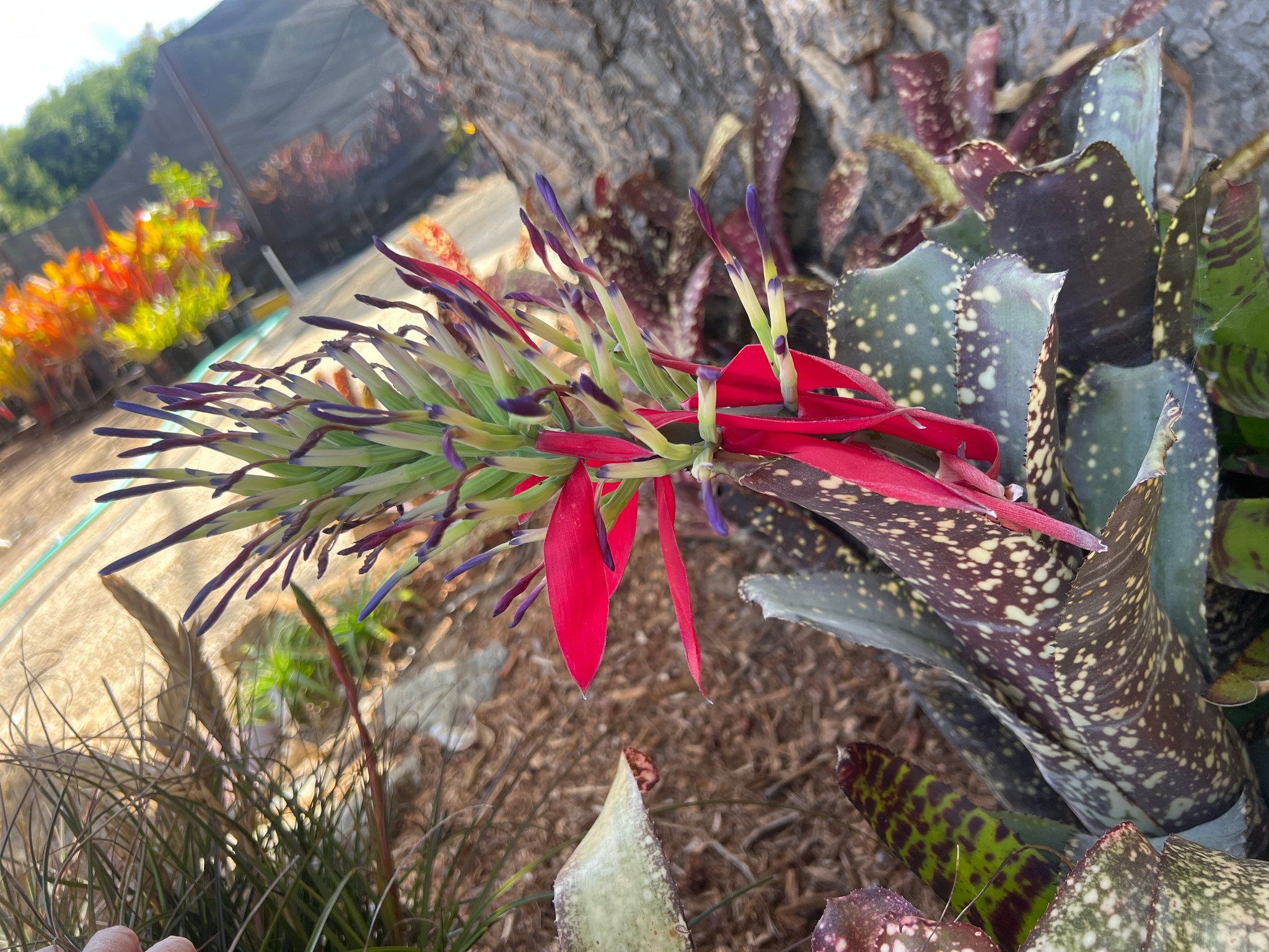 Billbergia Rings of Saturn - Bird Rock Tropicals