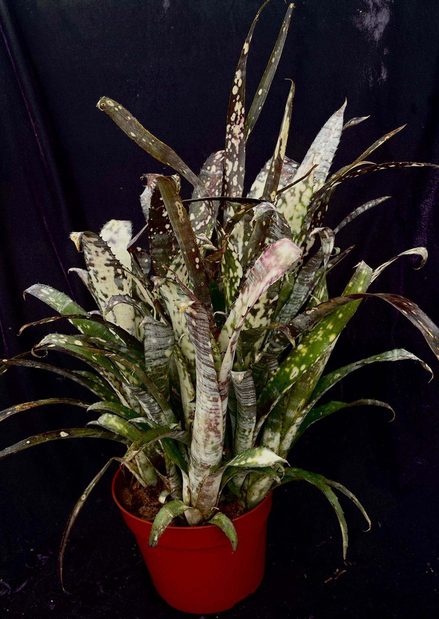 Billbergia Pipeline - Bird Rock Tropicals