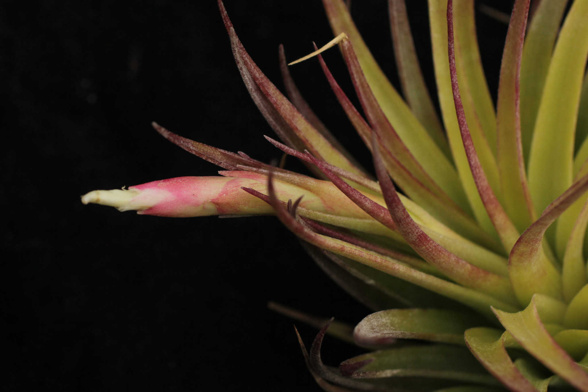 Tillandsia ‘White Knigit' T'S TROPICALS Tillandsia 'White Knigit' T'S TROPICALS Identifying air plant
