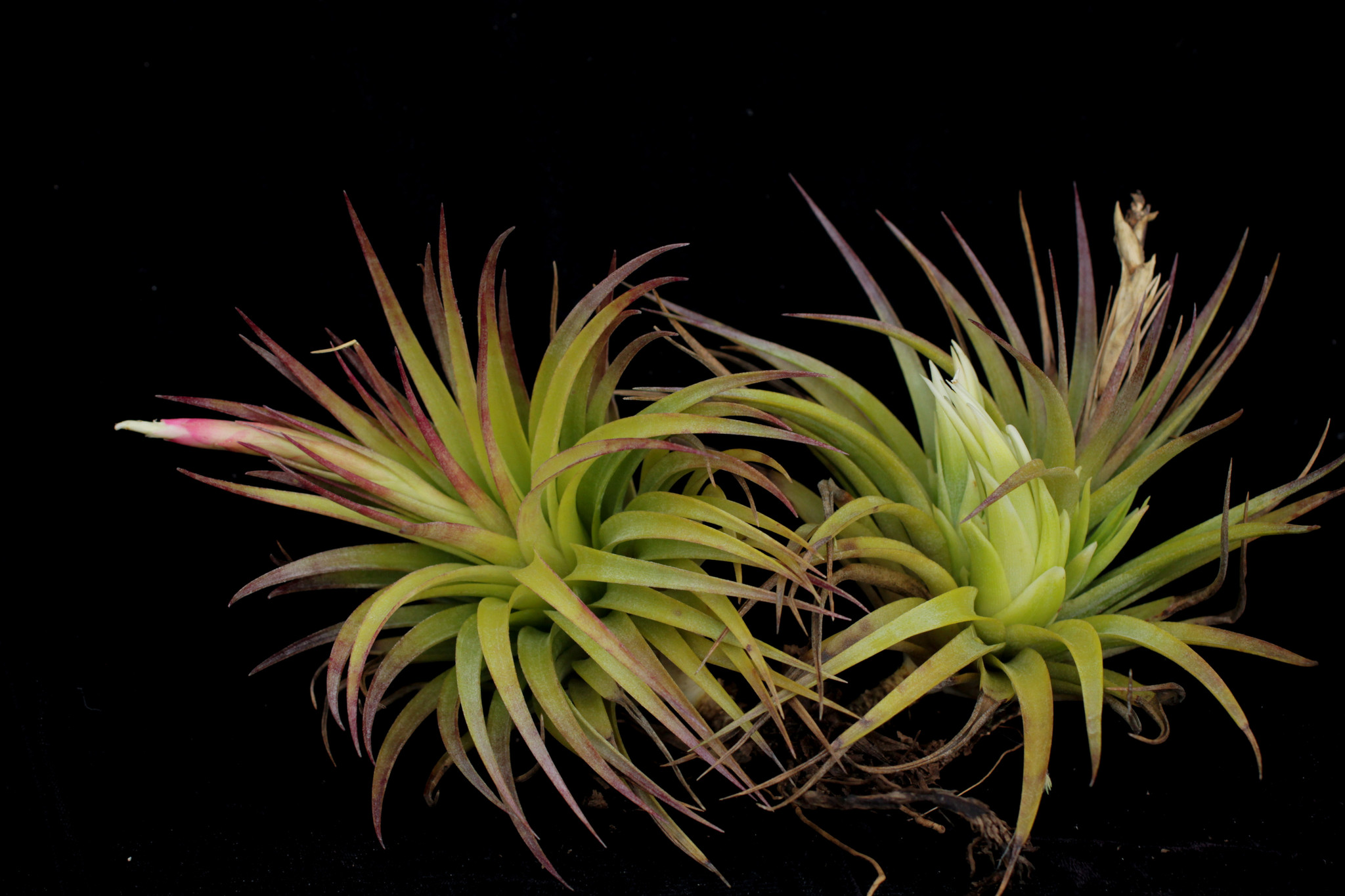 Tillandsia White Tips (T. neglecta x didisticha) - Bird Rock Tropicals