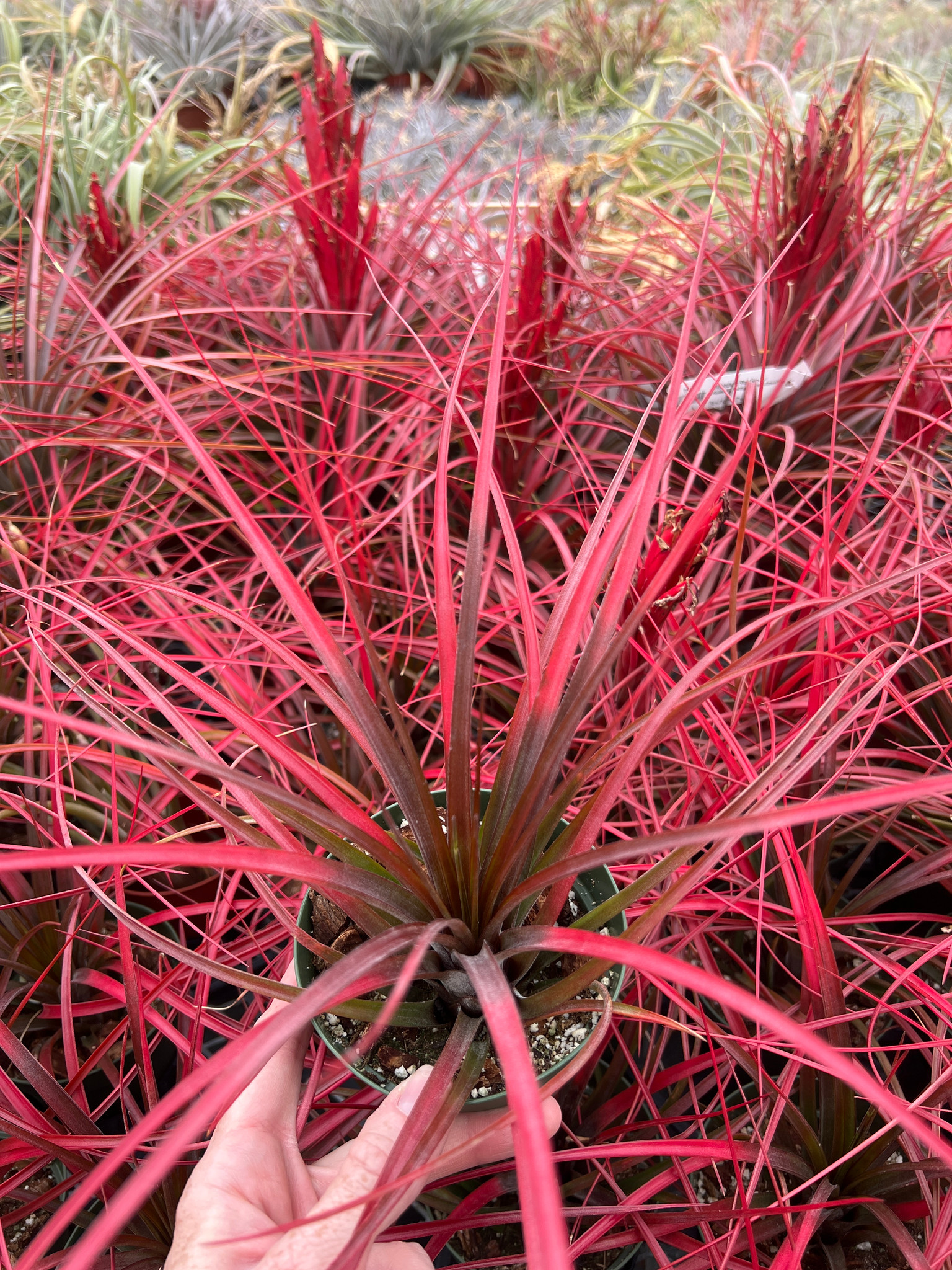 Tillandsia Red Rover - Bird Rock Tropicals