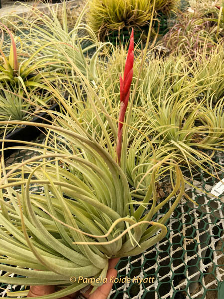 【みぃこどん】Tillandsia 4点セット Tillandsia dura (lg. form) x meridionalis (=recurvifolia) - Bird