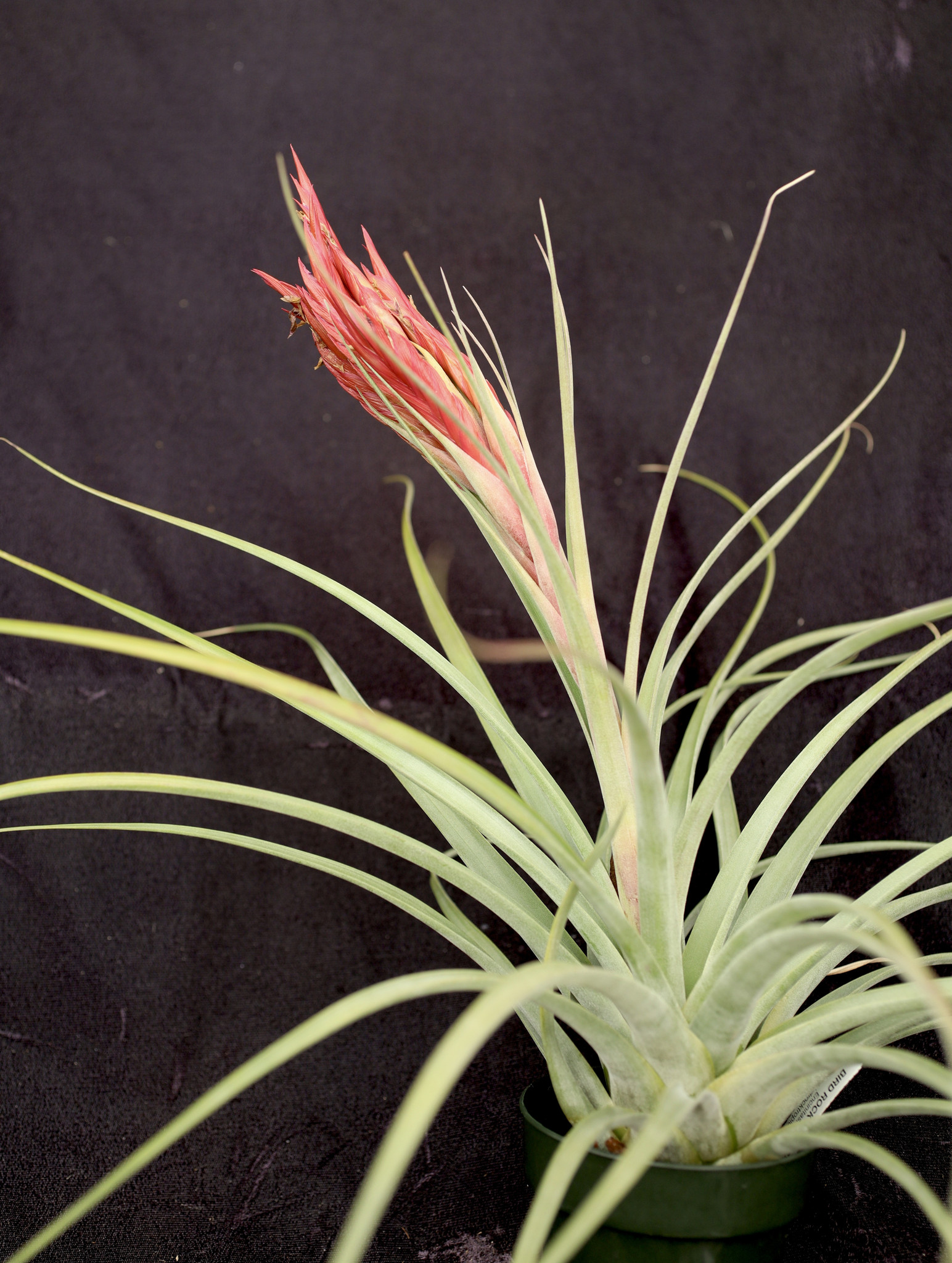 Tillandsia fasciculata 'Magnificent'