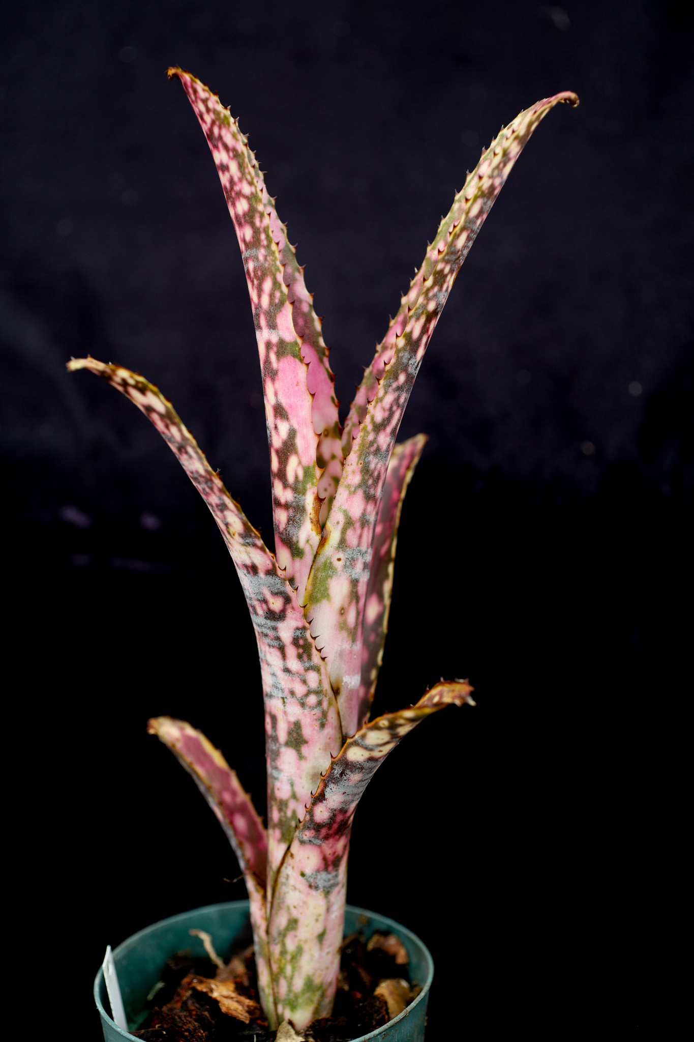 Billbergia Hot Blooded - Bird Rock Tropicals