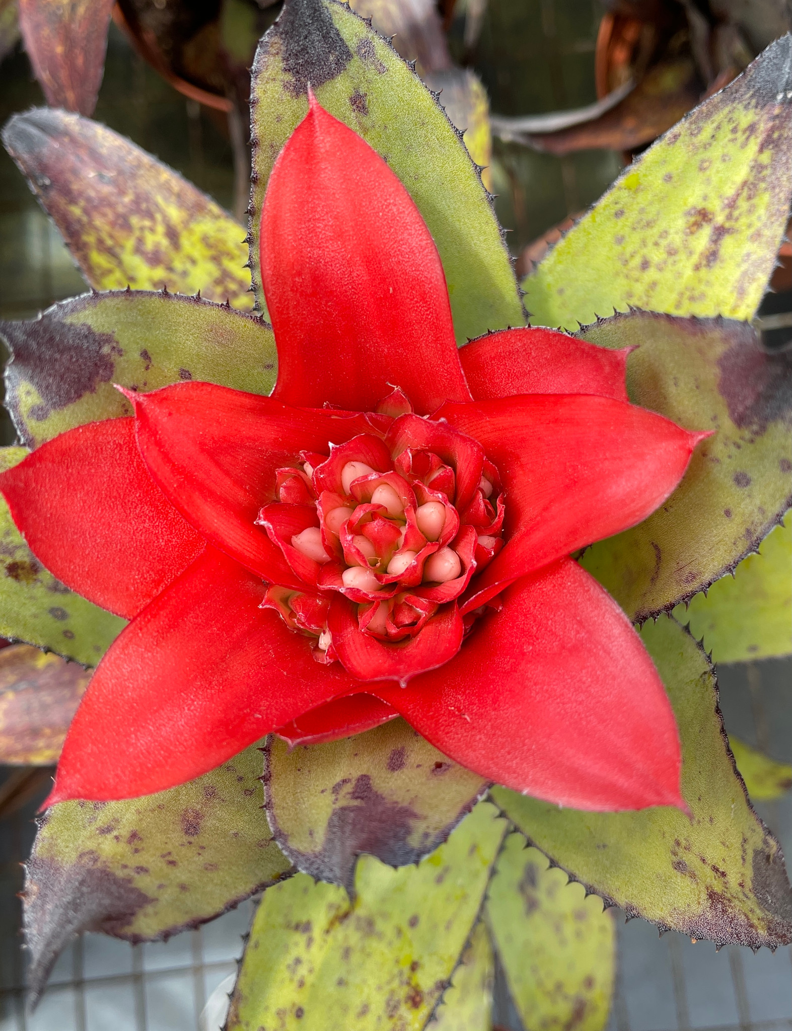 Canistrum triangulare X fosterianum - Bird Rock Tropicals