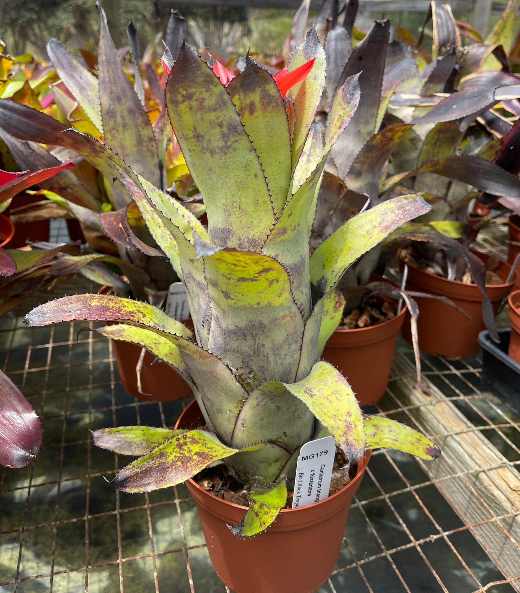 ブロメリア・エアープランツ Canistrum Triangulare(Hawaii form) Canistrum triangulare X fosterianum - Bird Rock Tropicals