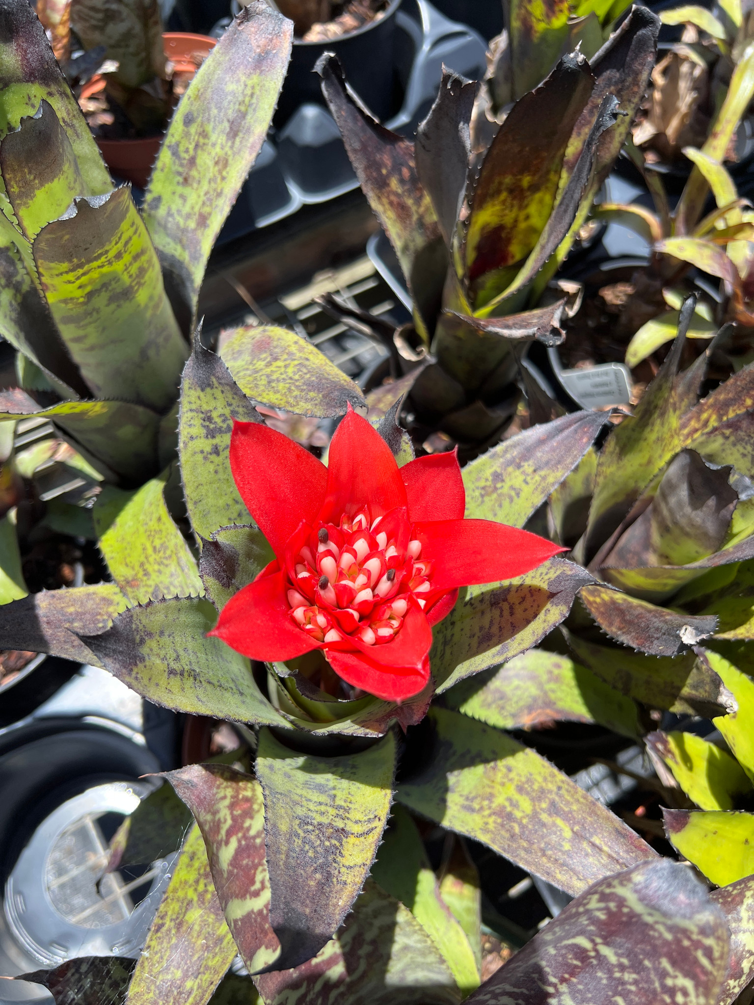 Canistrum triangulare X fosterianum - Bird Rock Tropicals