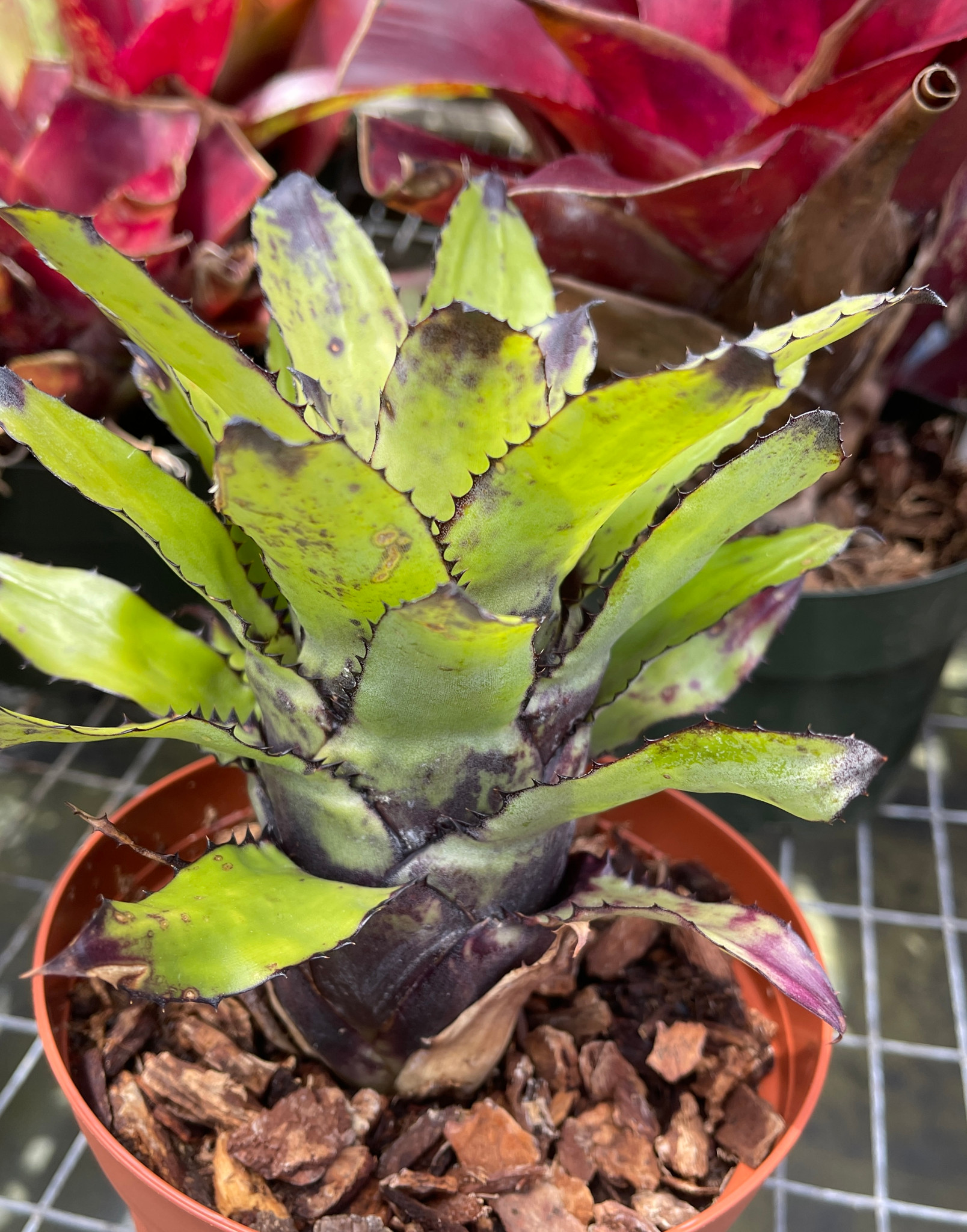 Canistrum triangulare - Bird Rock Tropicals