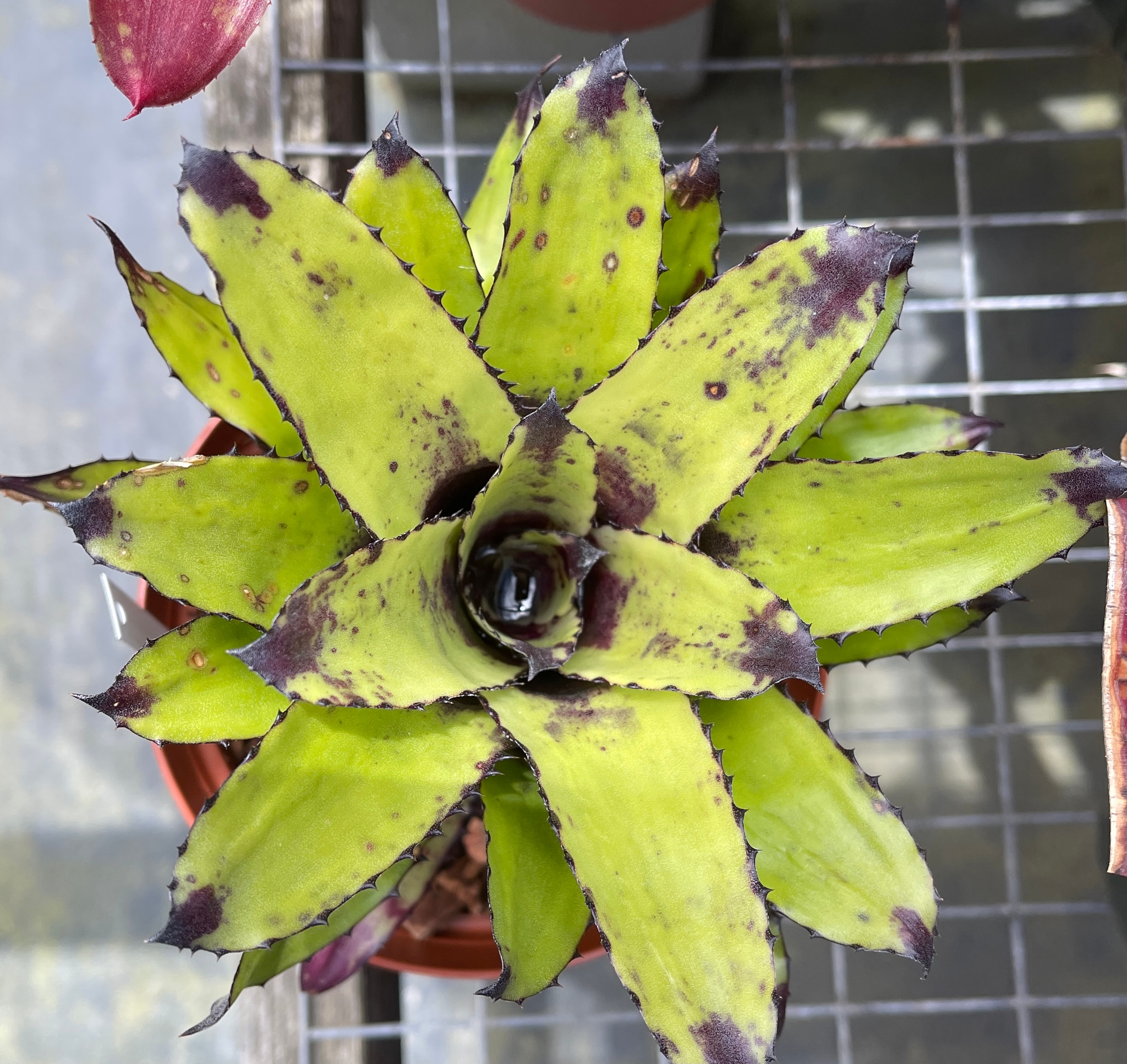 Canistrum triangulare - Bird Rock Tropicals