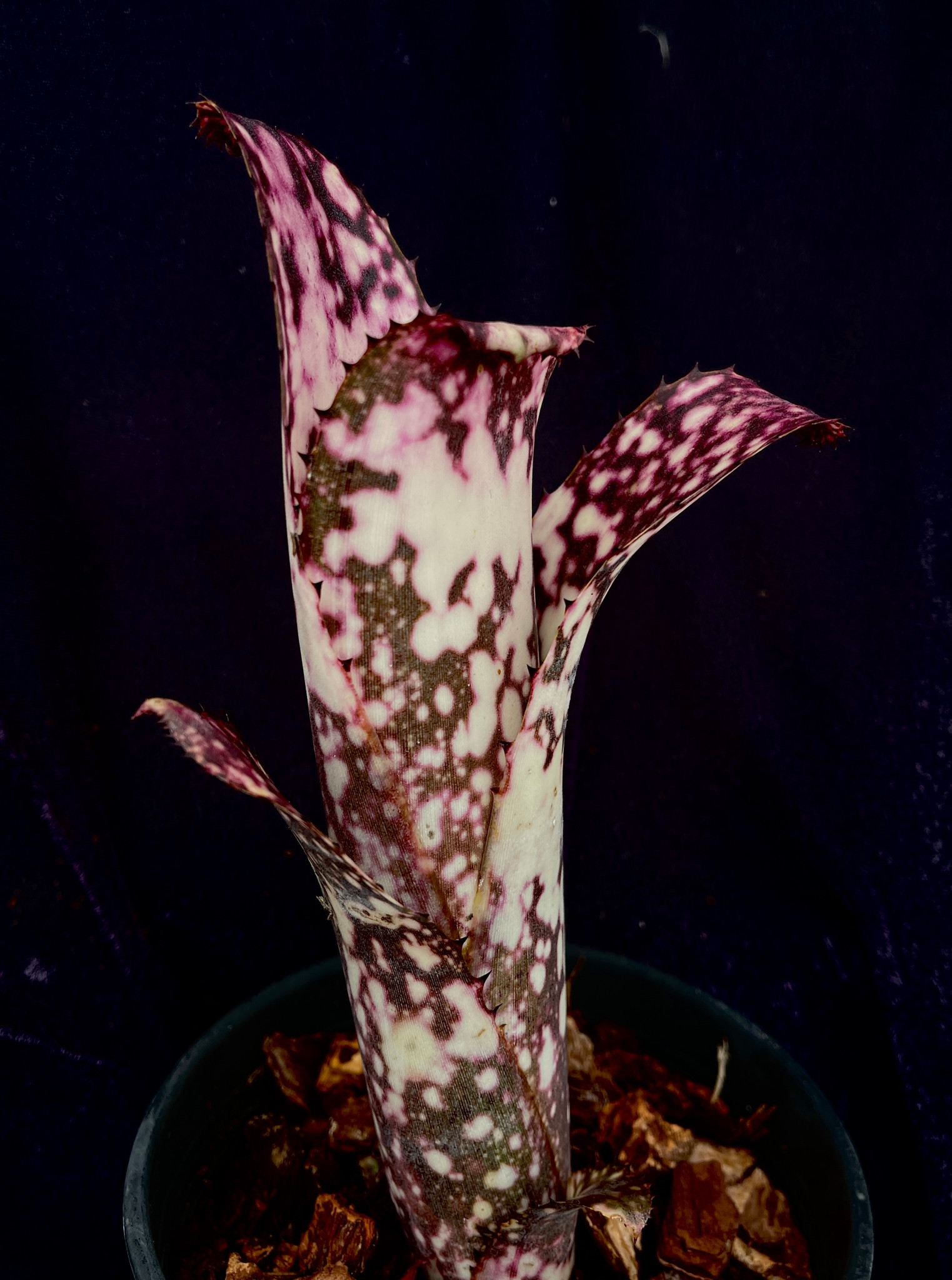 ブロメリア・エアープランツ Billbergia Hana hou Billbergia Hana Hou - Bird Rock Tropicals