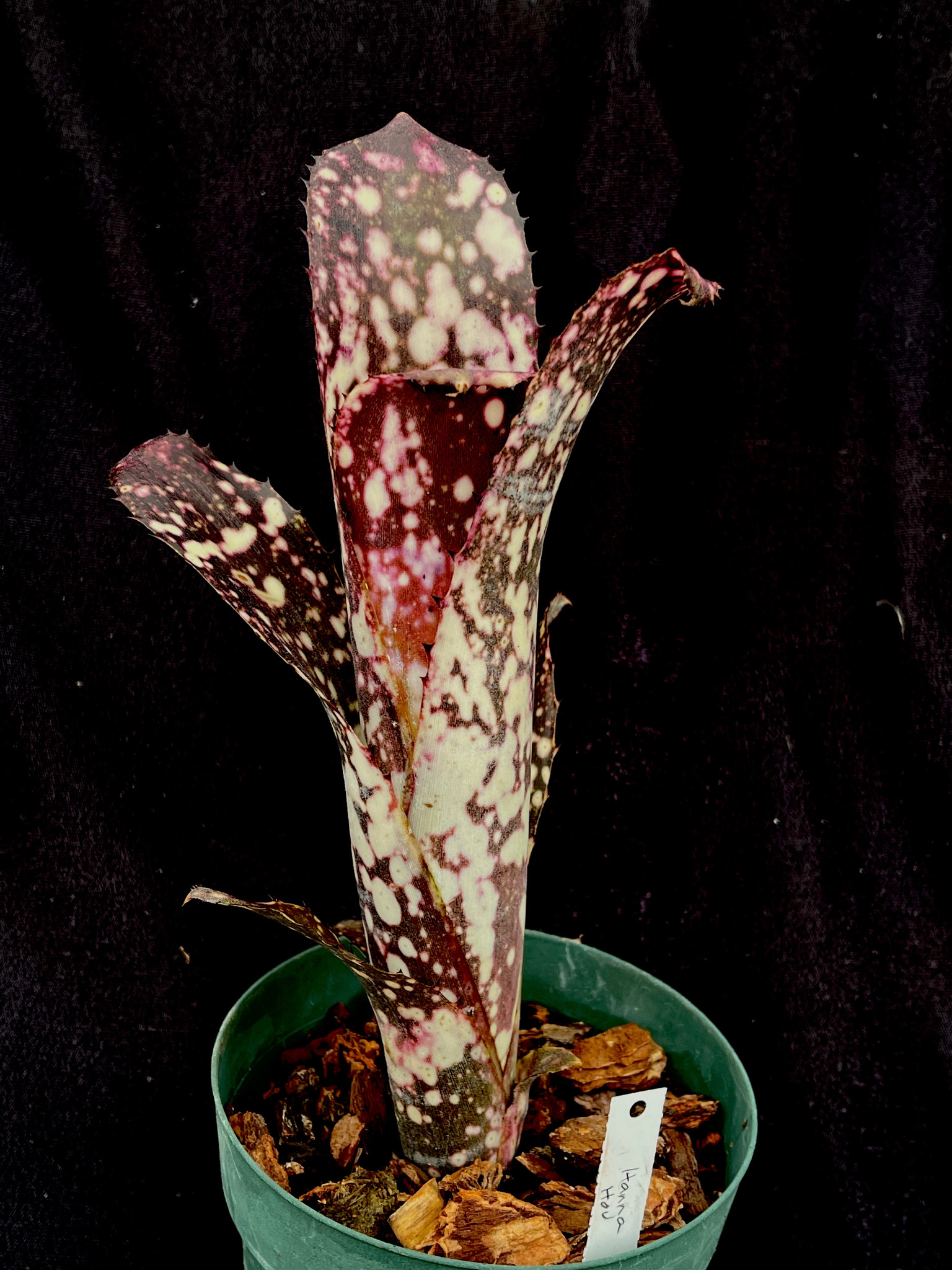ブロメリア・エアープランツ Billbergia Hana hou Billbergia Hana Hou - Bird Rock Tropicals