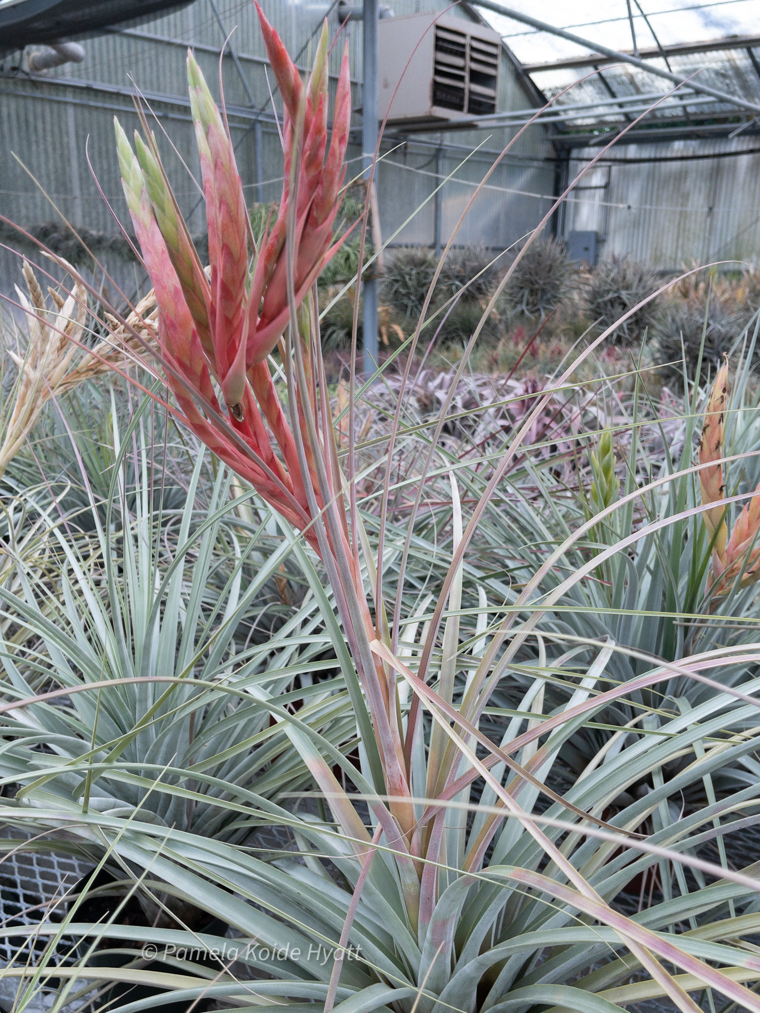 Tillandsia Riptide - Bird Rock Tropicals