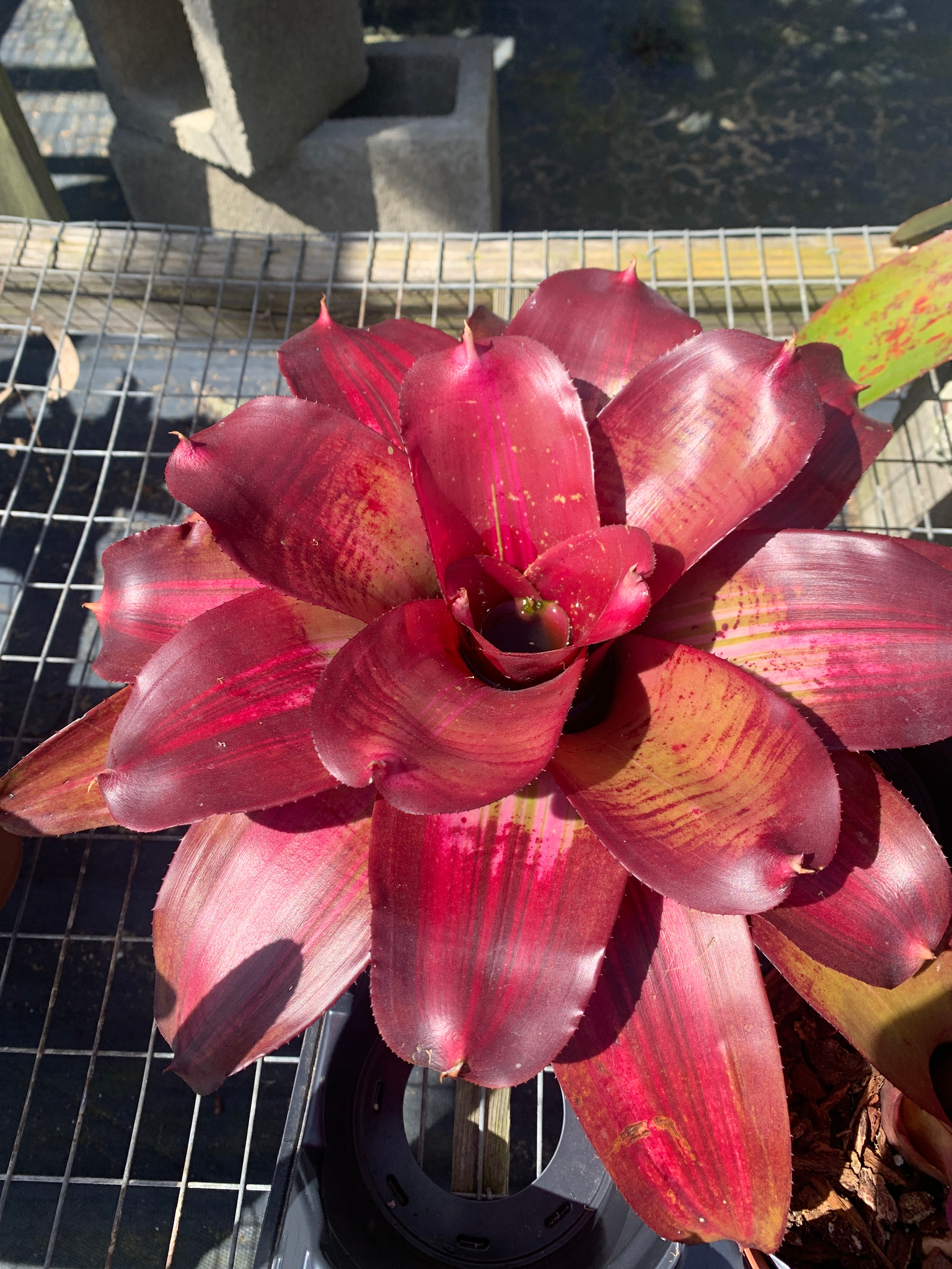 Neoregelia (carolinae x concentrica) x Takemura - Bird Rock Tropicals
