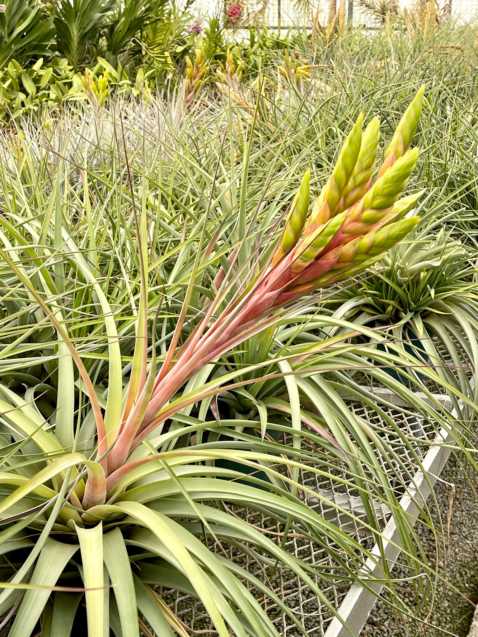 Tillandsia Chaca Fire (T. Chacalapa x fasciculata) - Bird Rock