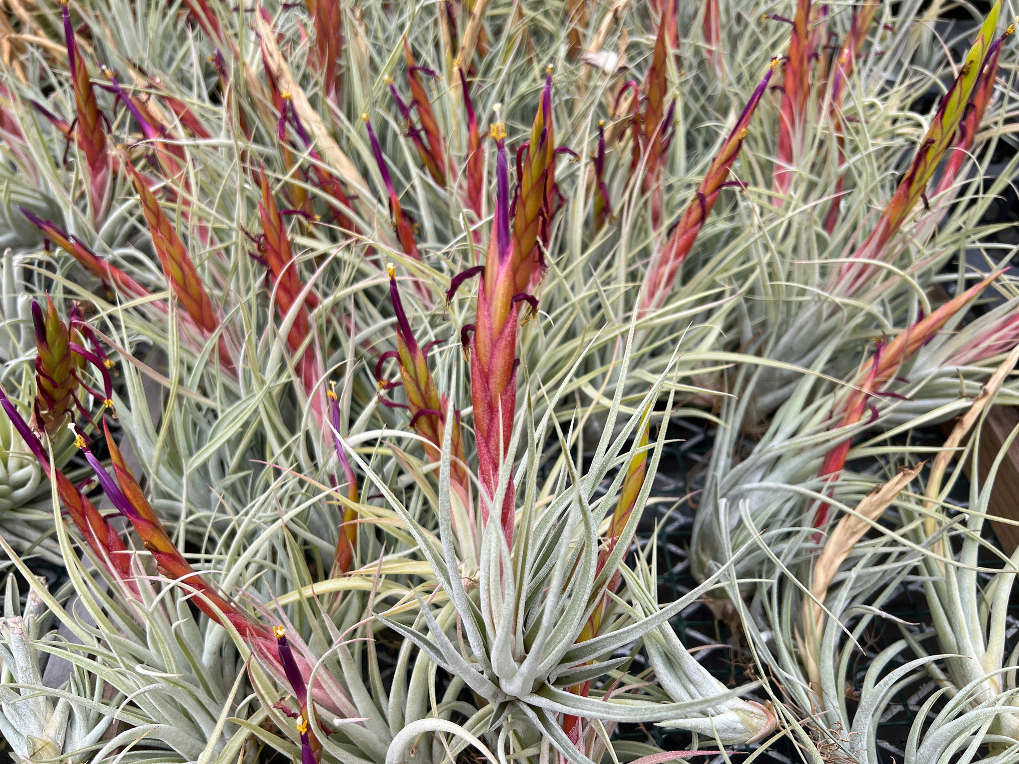 む*ん様 Tillandsia brealitoensis T310__36773.1747864558.jpg?c=2