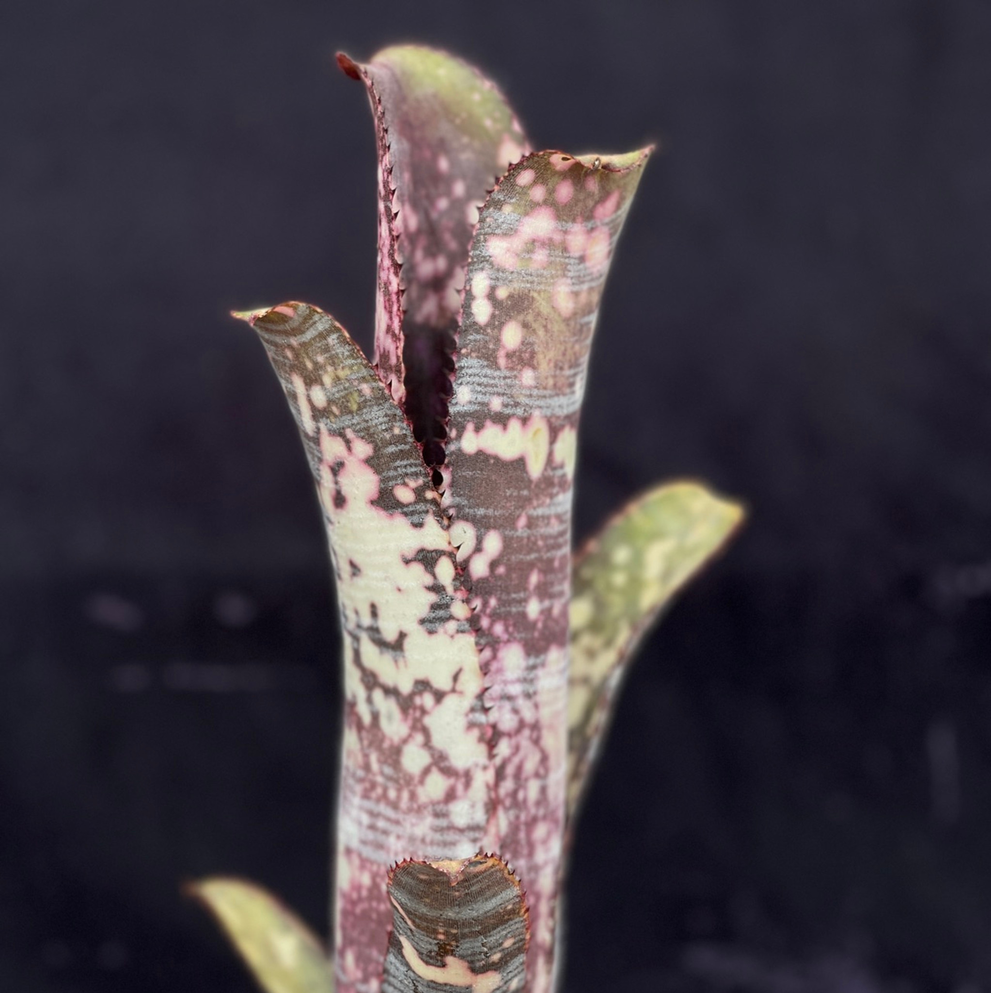 ブロメリア・エアープランツ Billbergia Bunniss Factor Billbergia 'Bunniss Factor'の紹介、栽培記録 – ゆるぷ