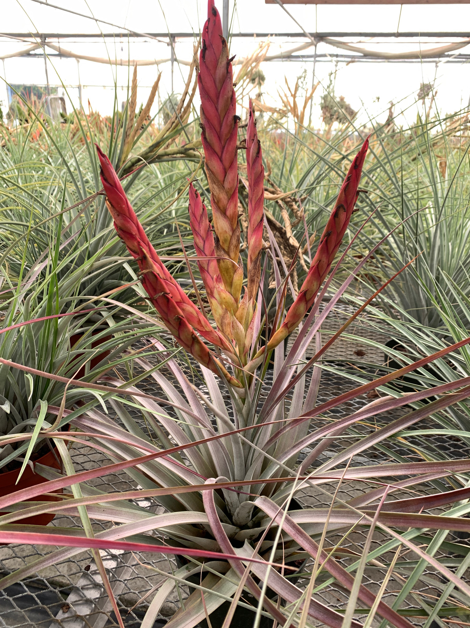 Tillandsia fasciculata 'Percal' hybrid - Bird Rock Tropicals