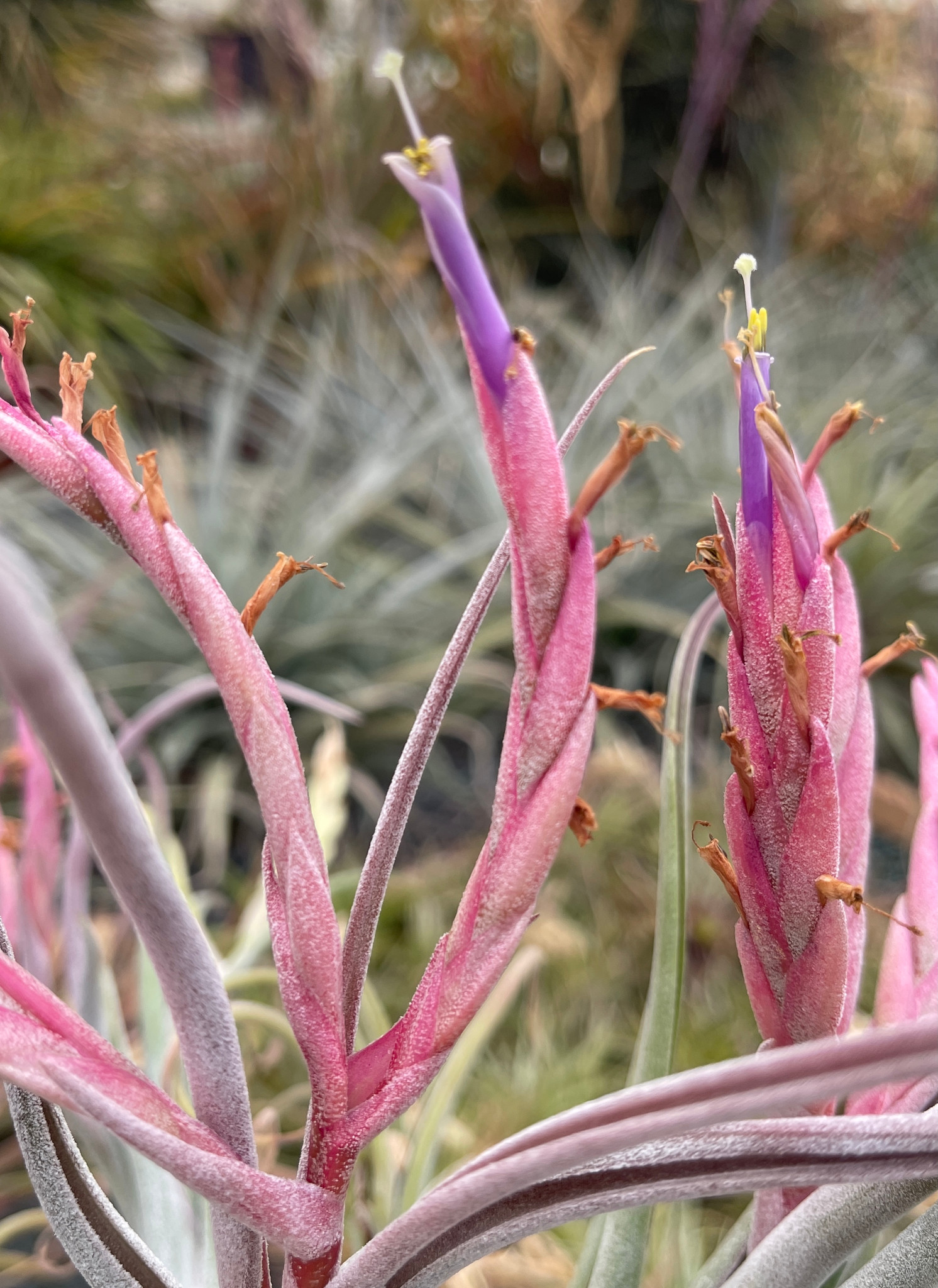 Tillandsia caput-medusae 'Pink' - Bird Rock Tropicals