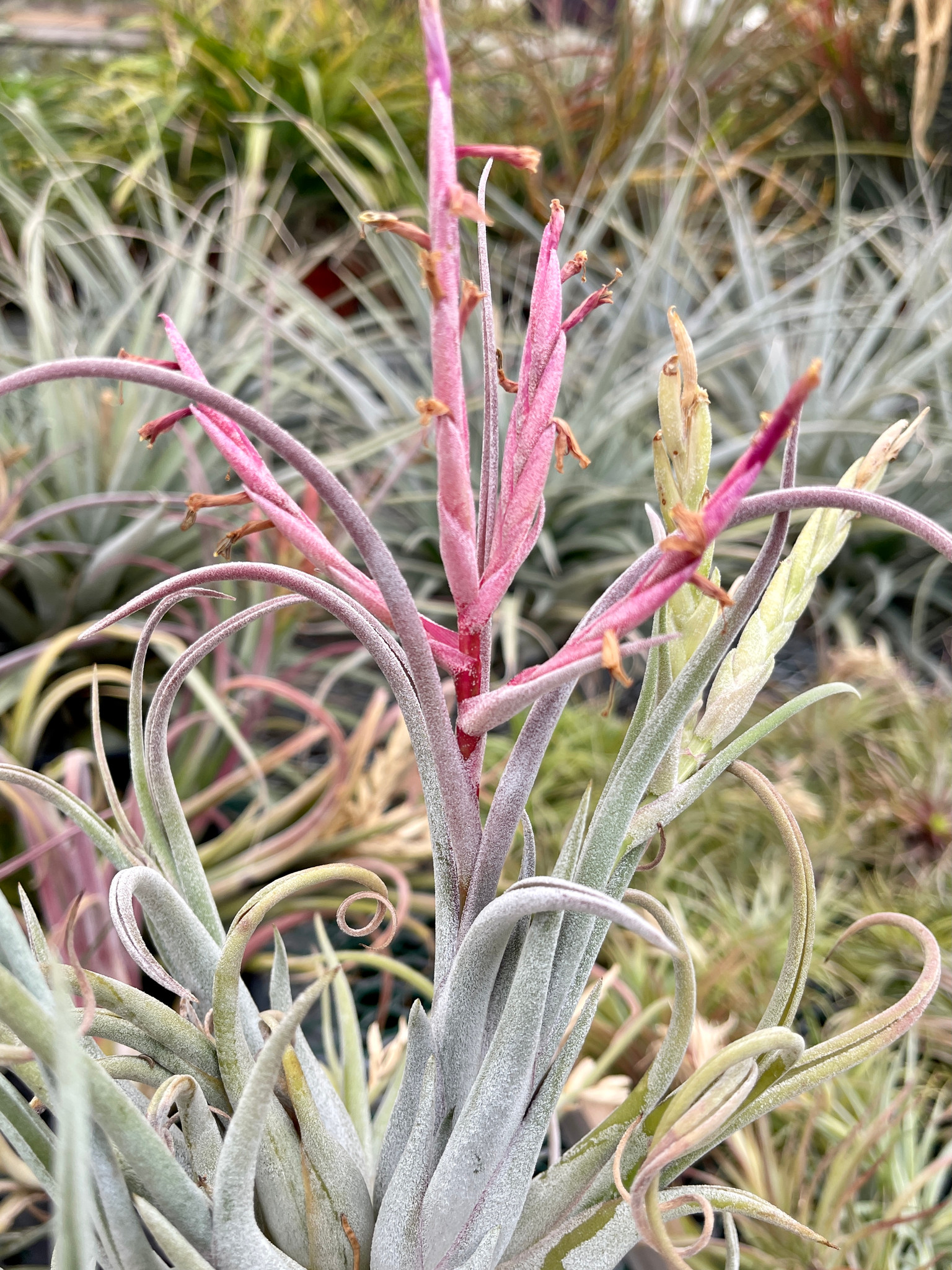 Tillandsia caput-medusae 'Pink' - Bird Rock Tropicals