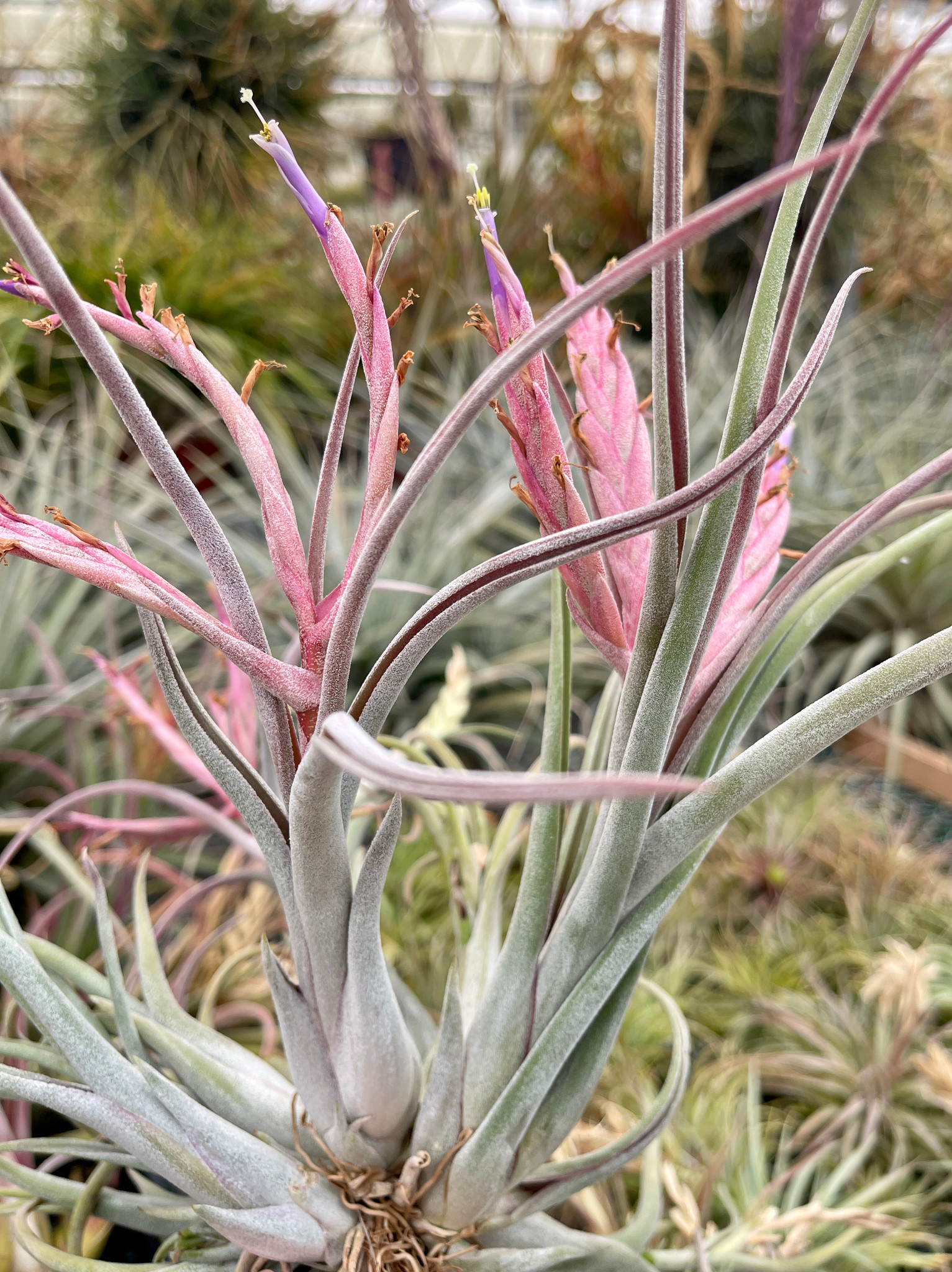 Tillandsia caput-medusae 'Pink' - Bird Rock Tropicals