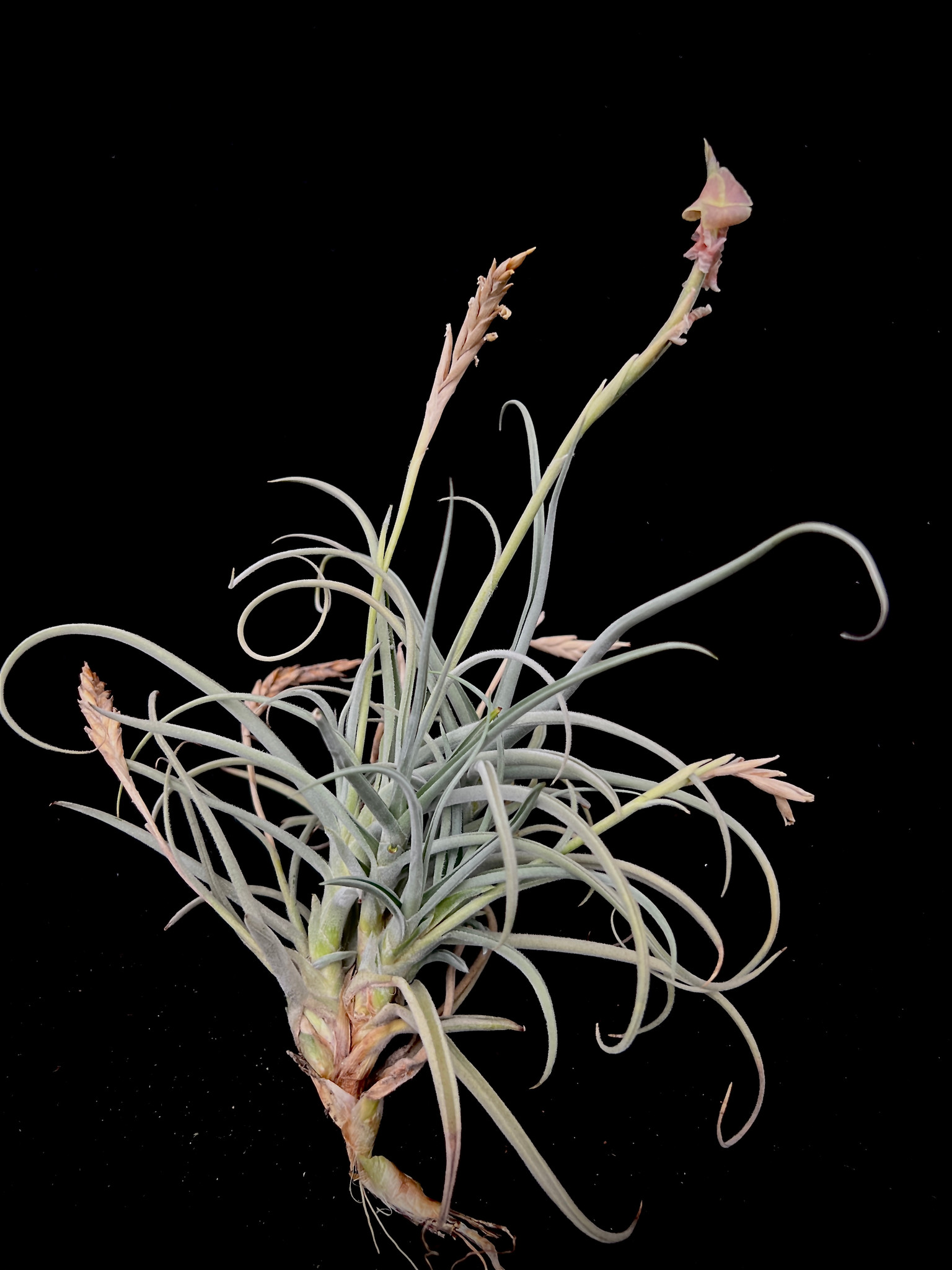 Tillandsia Nugget (T. crocata x duratii) - Bird Rock Tropicals