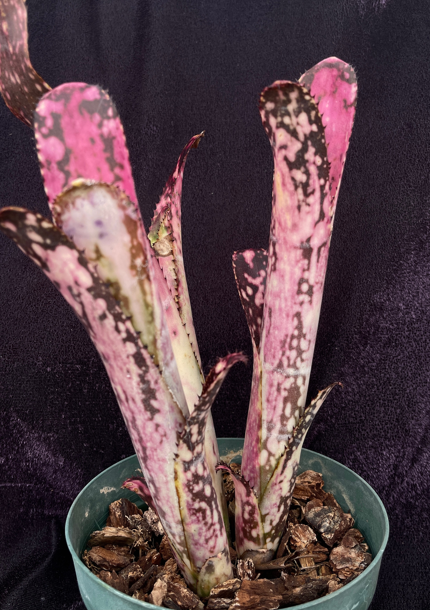 Billbergia 'Tuti Fruti' (送料無料】Billbergia 'Tuti Fruti Billbergia 'Tuti Fruti' (送料無料】Billbergia 'Tuti Fruti