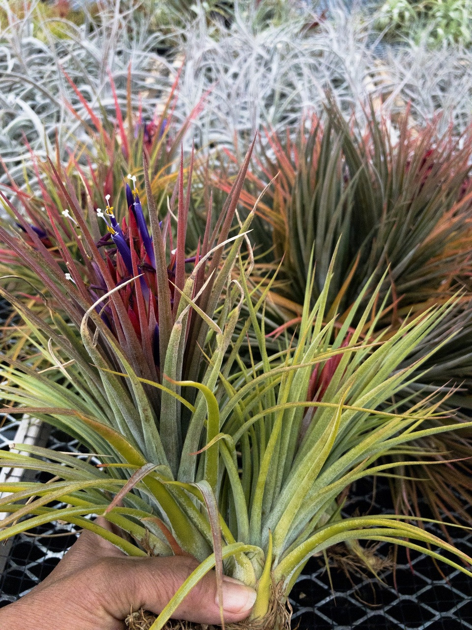 Tillandsia BRT nidus - (T. fasciculata x ionantha) - Koide Hybrid