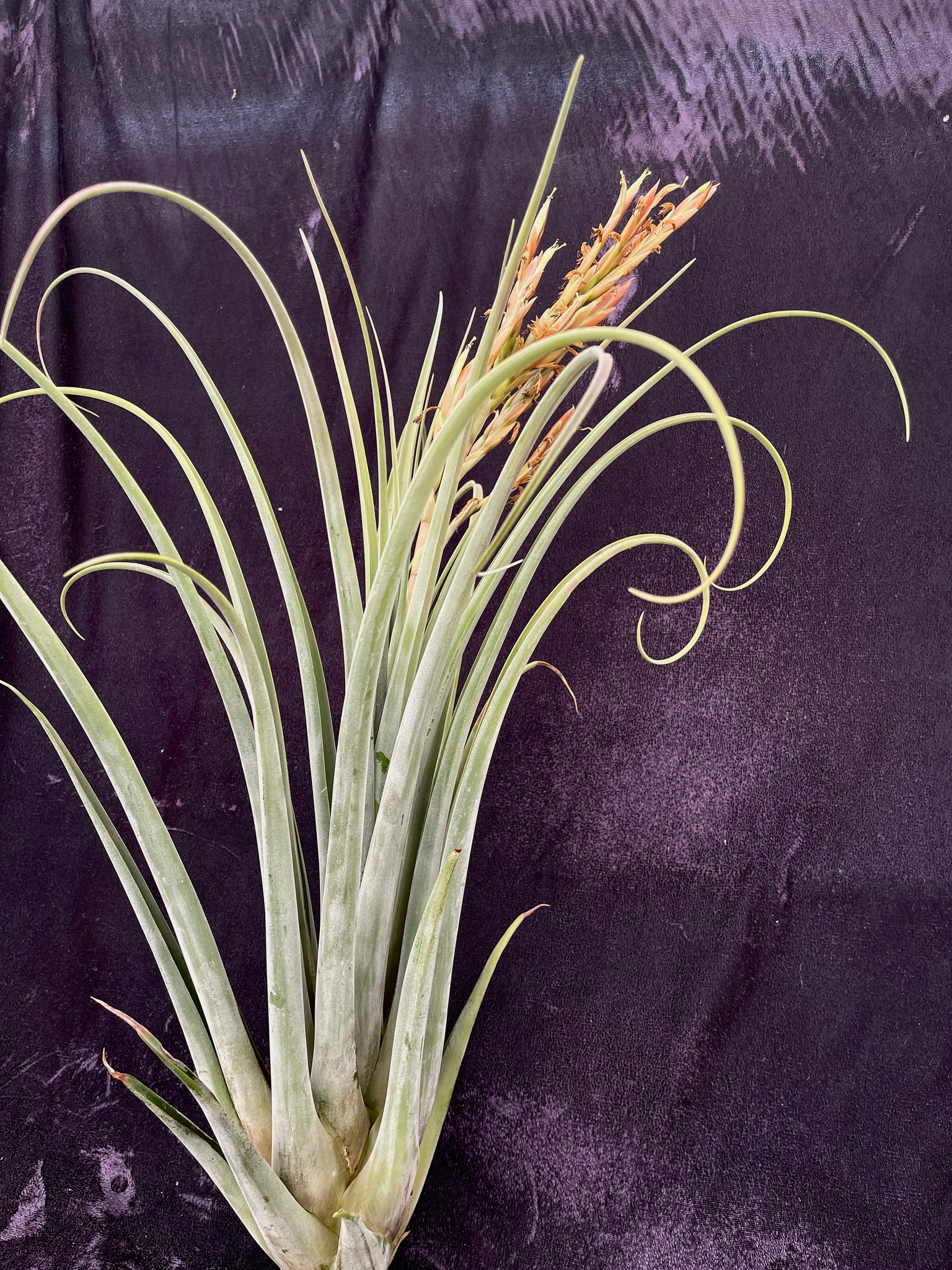 Tillandsia Fat Rose (T. streptophylla x roseoscapa) - Bird Rock