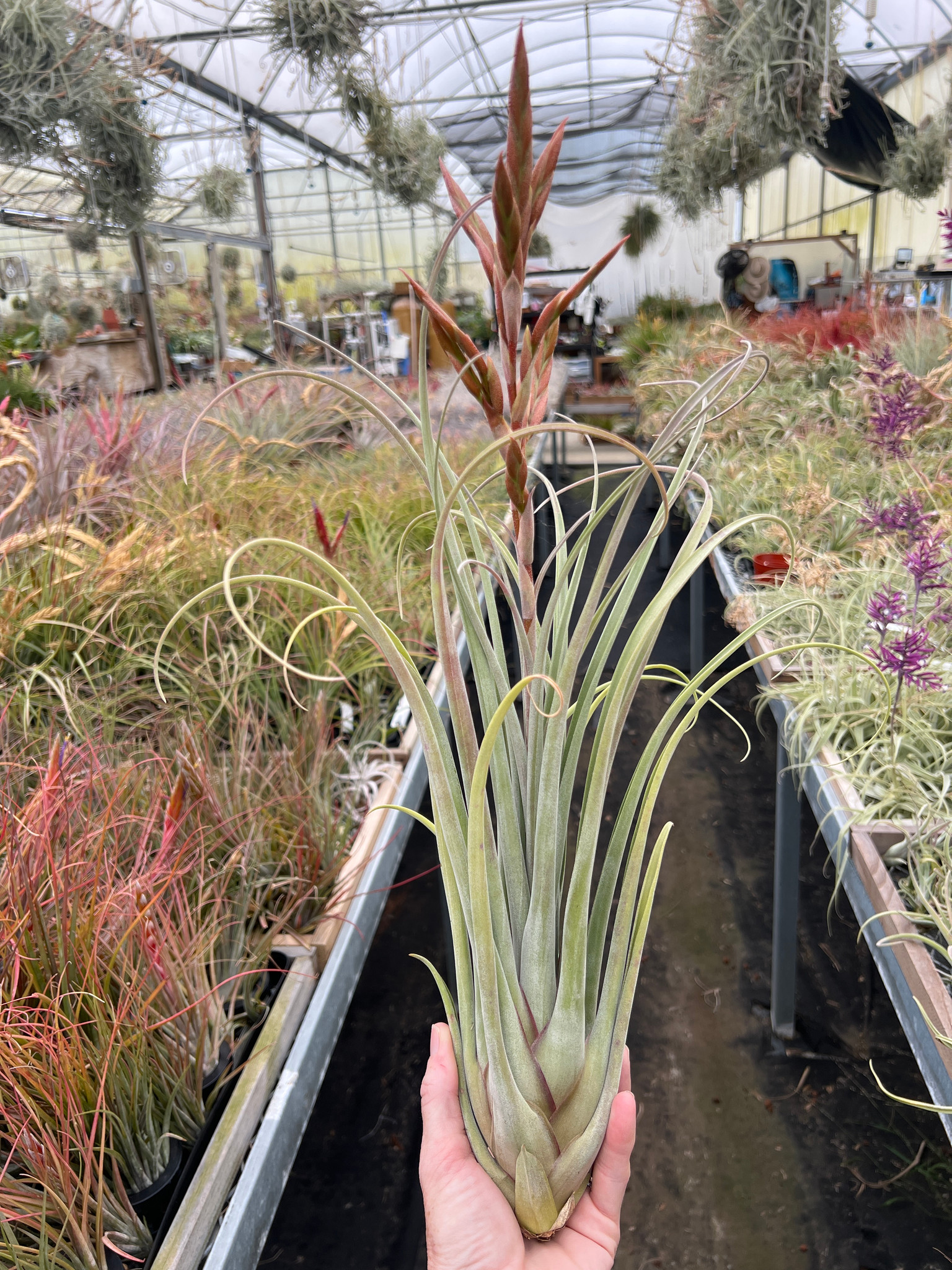Tillandsia Fat Rose (T. streptophylla x roseoscapa) - Bird Rock