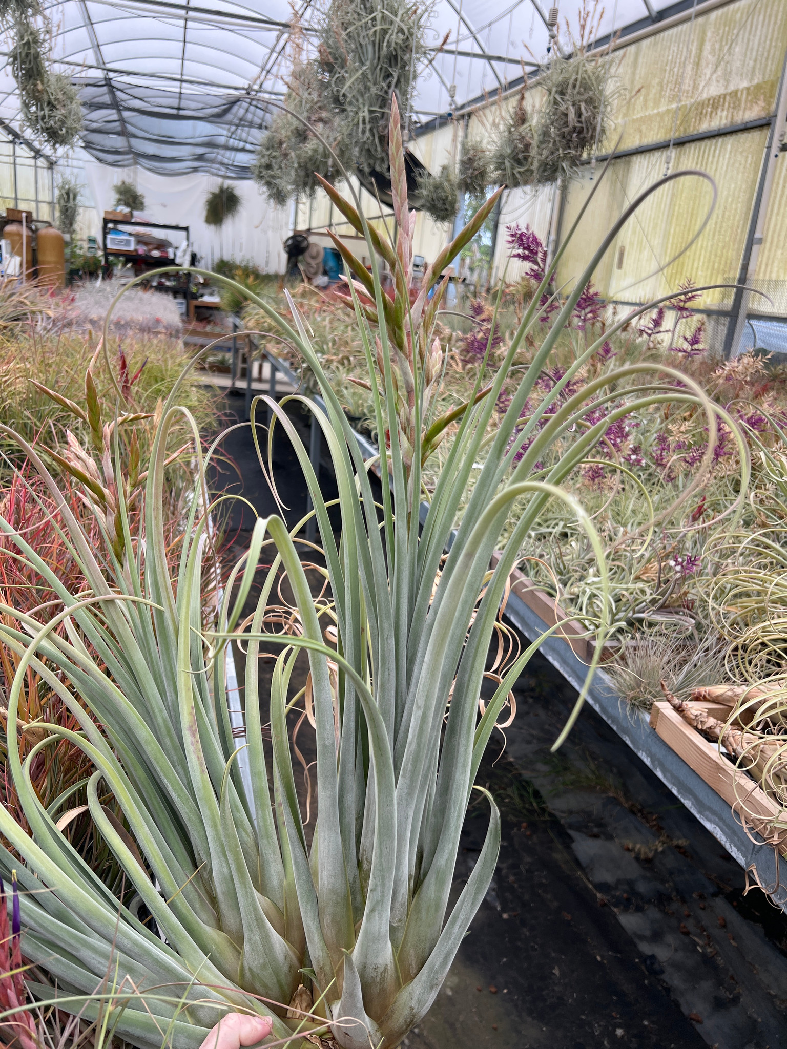 Tillandsia Fat Rose (T. streptophylla x roseoscapa) - Bird Rock