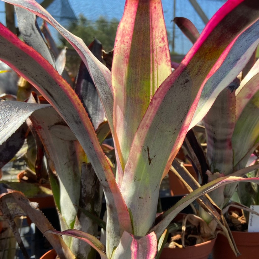 x Canmea 'Galaxy' (albo-marginata) - Bird Rock Tropicals