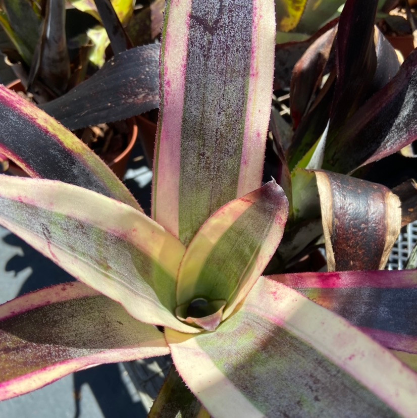 x Canmea 'Galaxy' (albo-marginata) - Bird Rock Tropicals