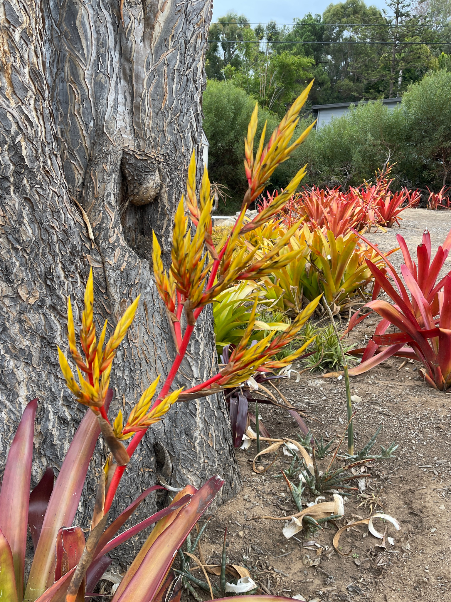 Aechmea eurycorymbus - Bird Rock Tropicals