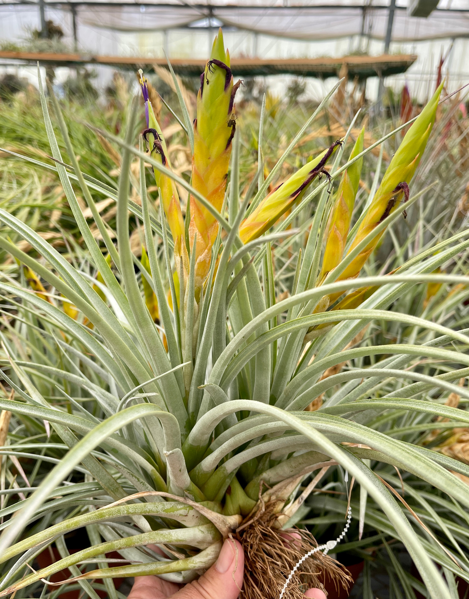 チランジア　ファシクラータ, Canon del Zopilote Tillandsia fasciculata, (Canon del Zopilote, Zumpango, Guerrero