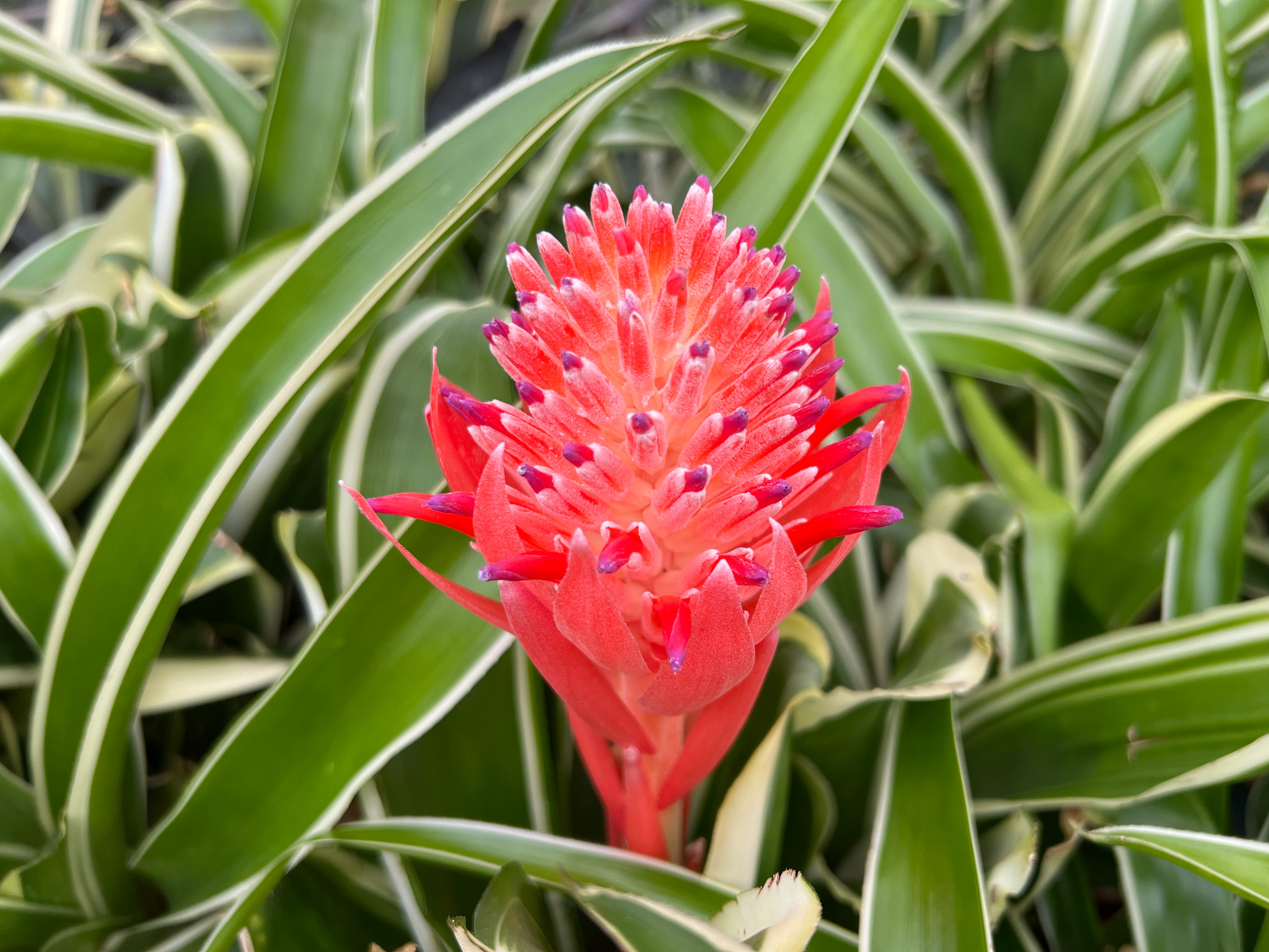 Billbergia pyramidalis cv. 'Kyoto' - Bird Rock Tropicals