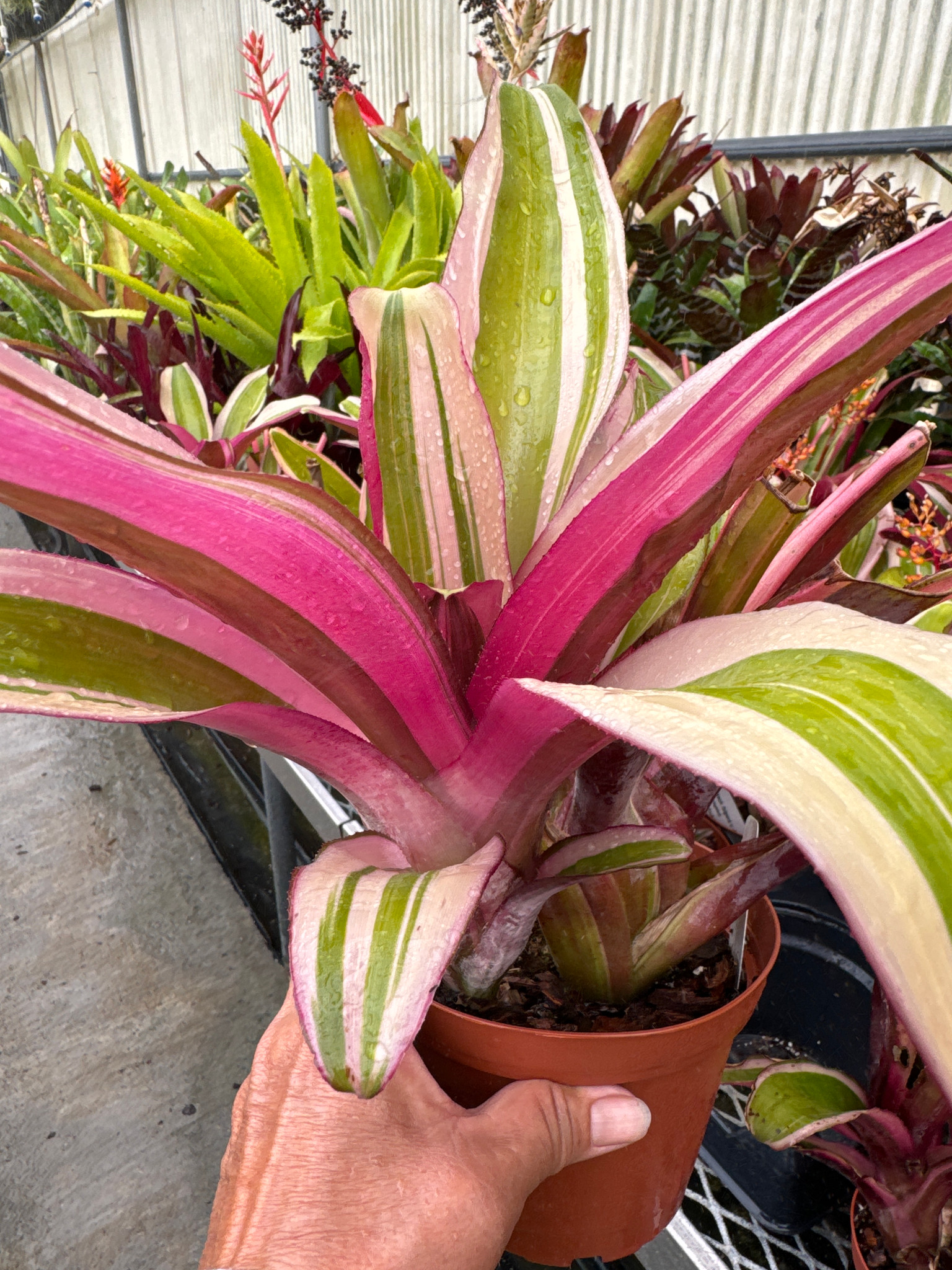 Aechmea fulgens v. discolor, variegated - Bird Rock Tropicals
