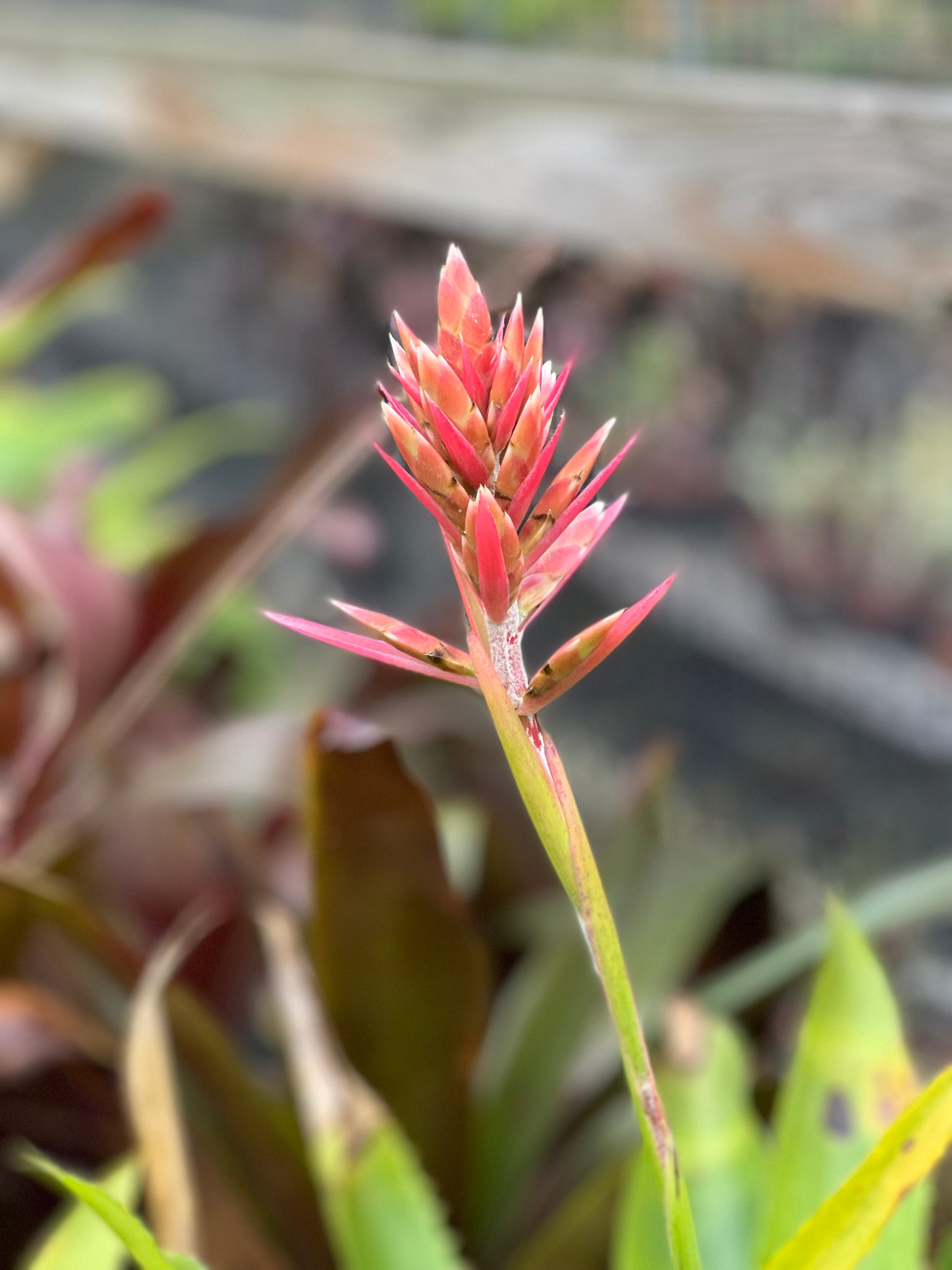 ブロメリア・エアープランツ Aechmea Bracteata Red Bromeliad Silver Vase {aechmea Bracteata} Flowering