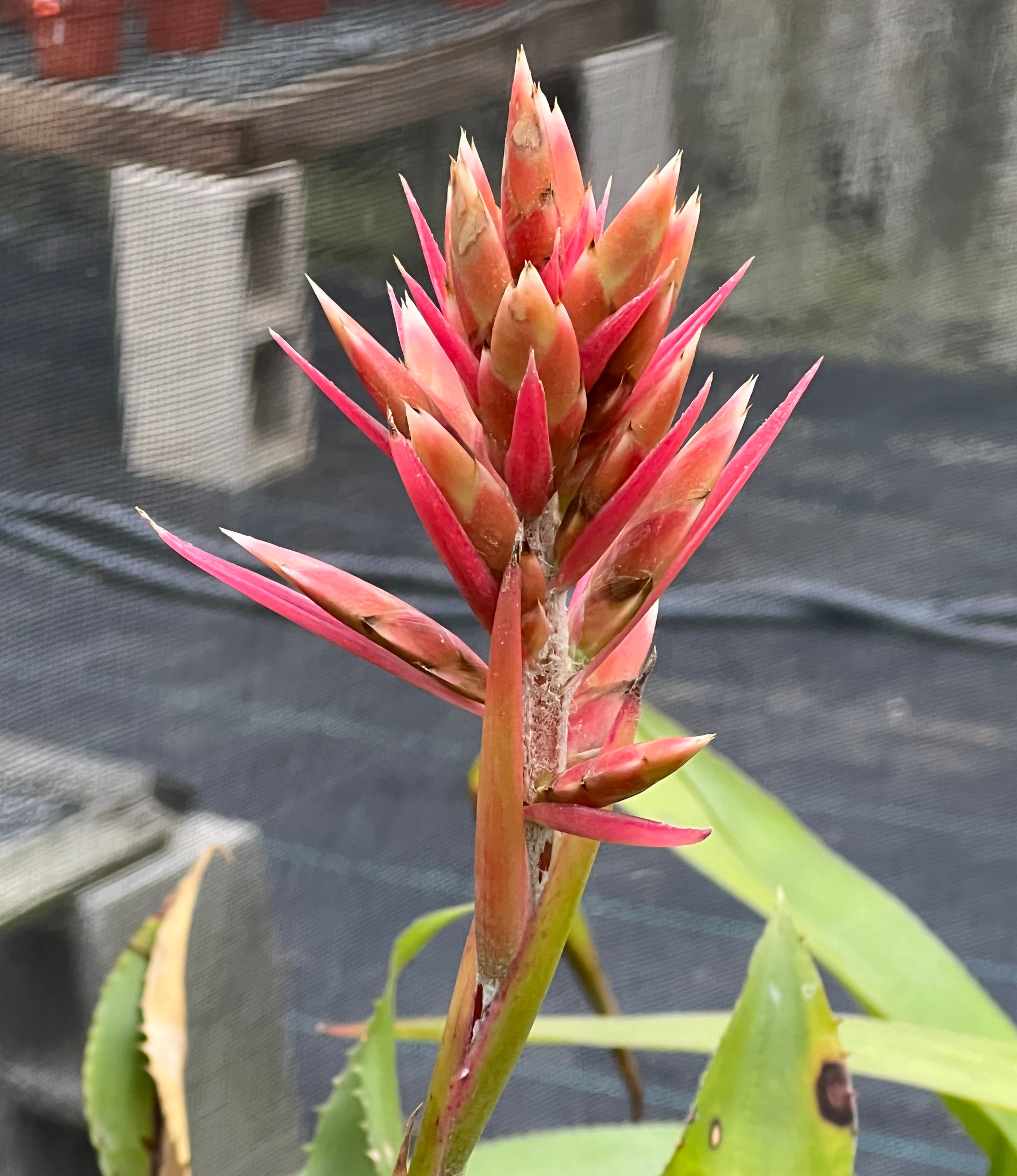 Aechmea tillandsioides - Bird Rock Tropicals