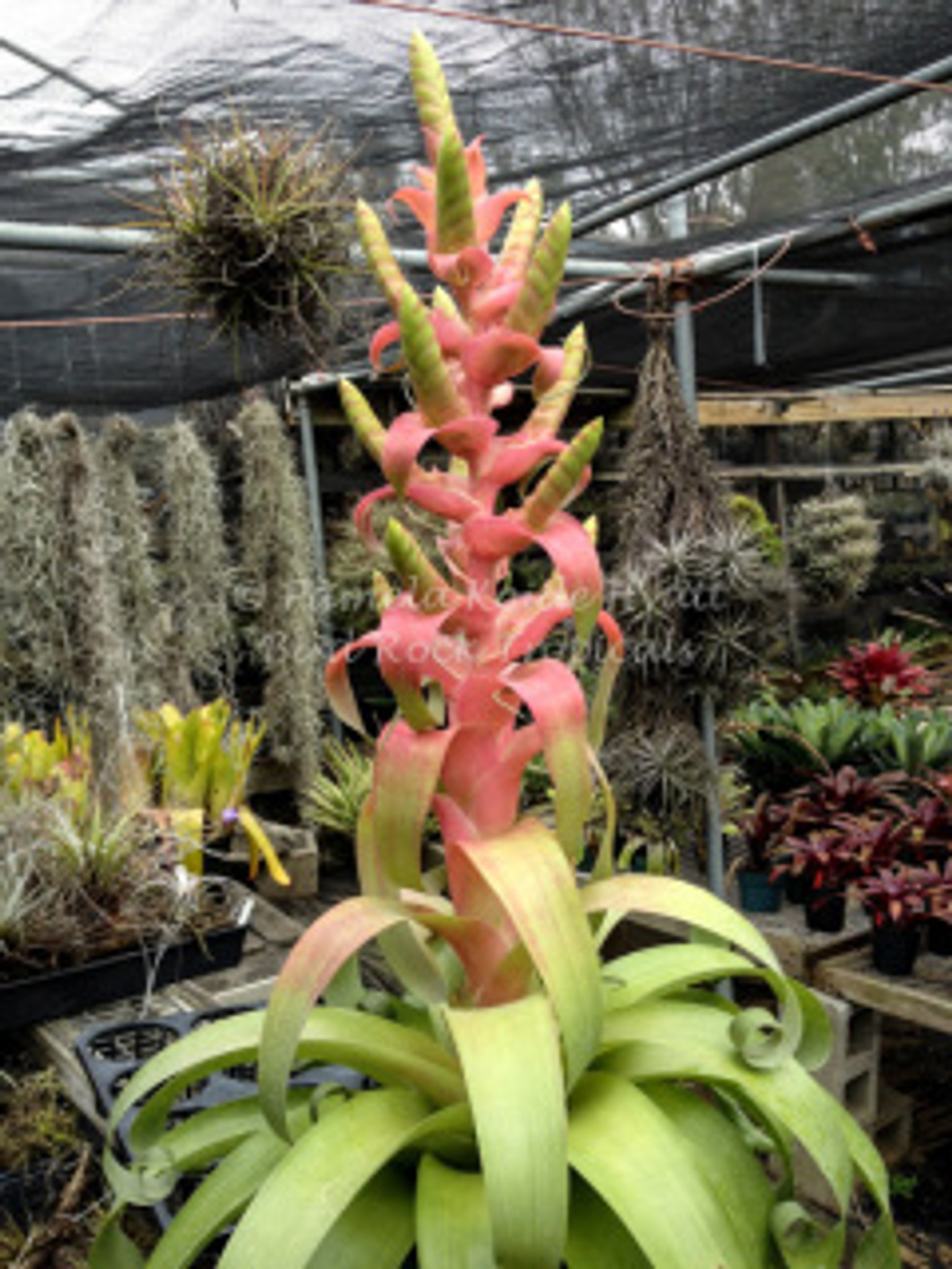 Tillandsia Samantha - (T. mooreana x kalmbacheri) - Bird
